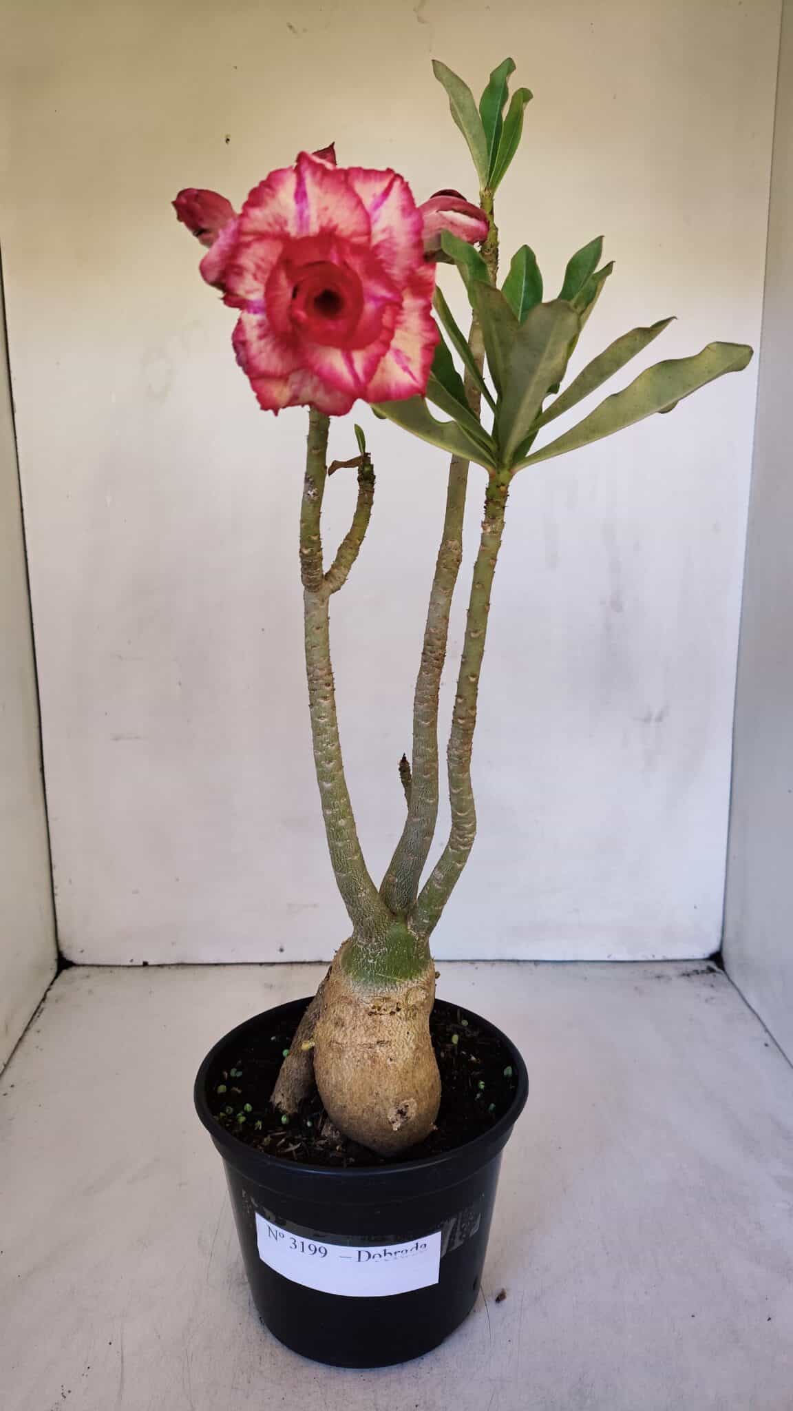 Planta Dobrada 3199 – 40cm – 03 anos