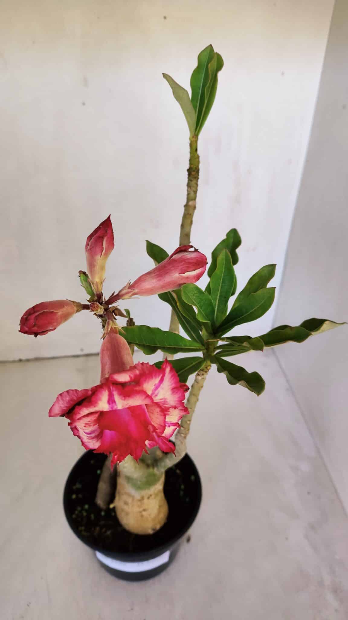 Planta Dobrada 3199 – 40cm – 03 anos