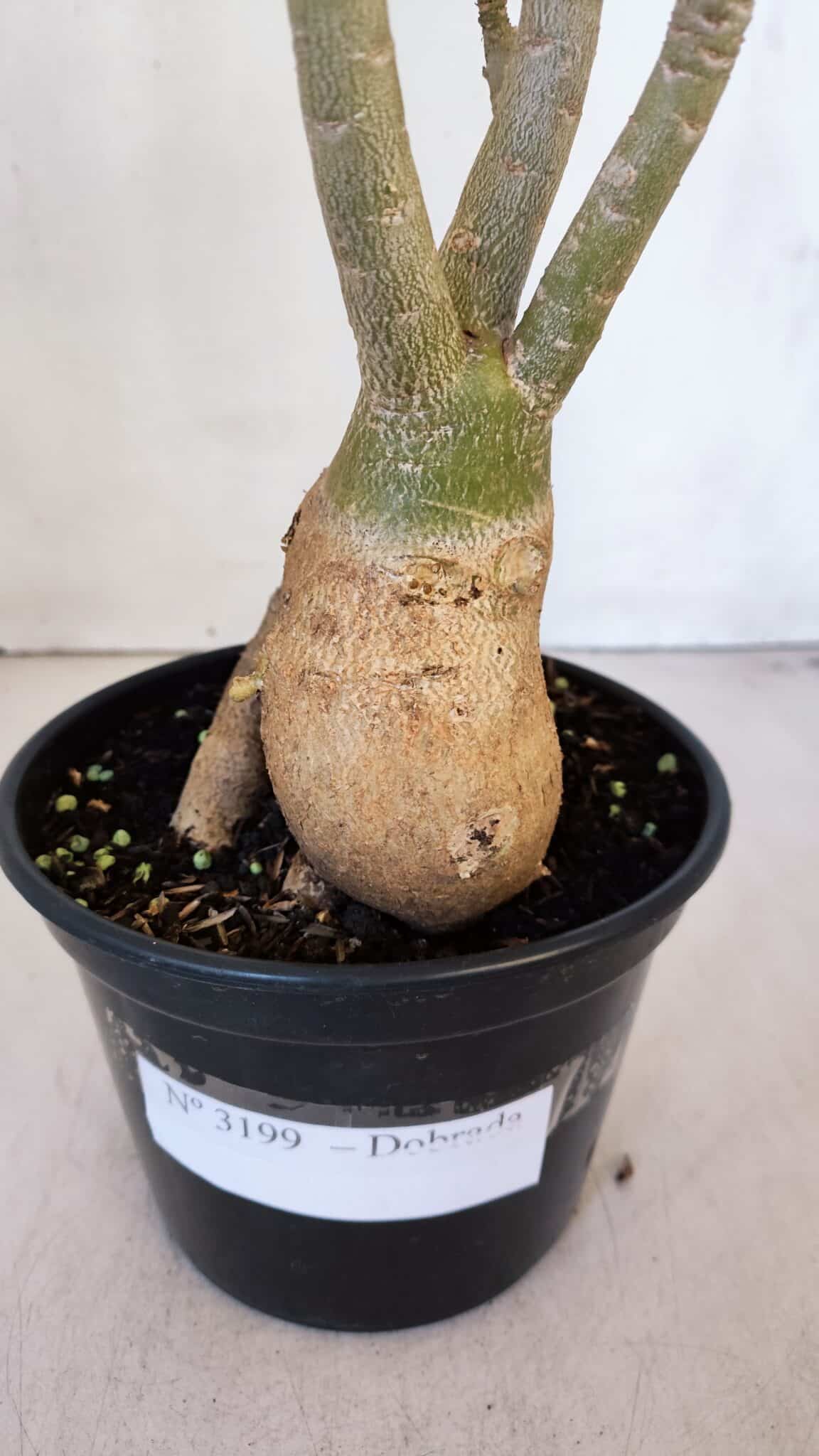 Planta Dobrada 3199 – 40cm – 03 anos