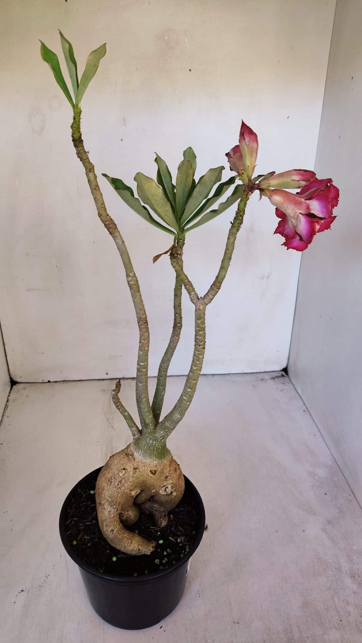 Planta Dobrada 3199 – 40cm – 03 anos