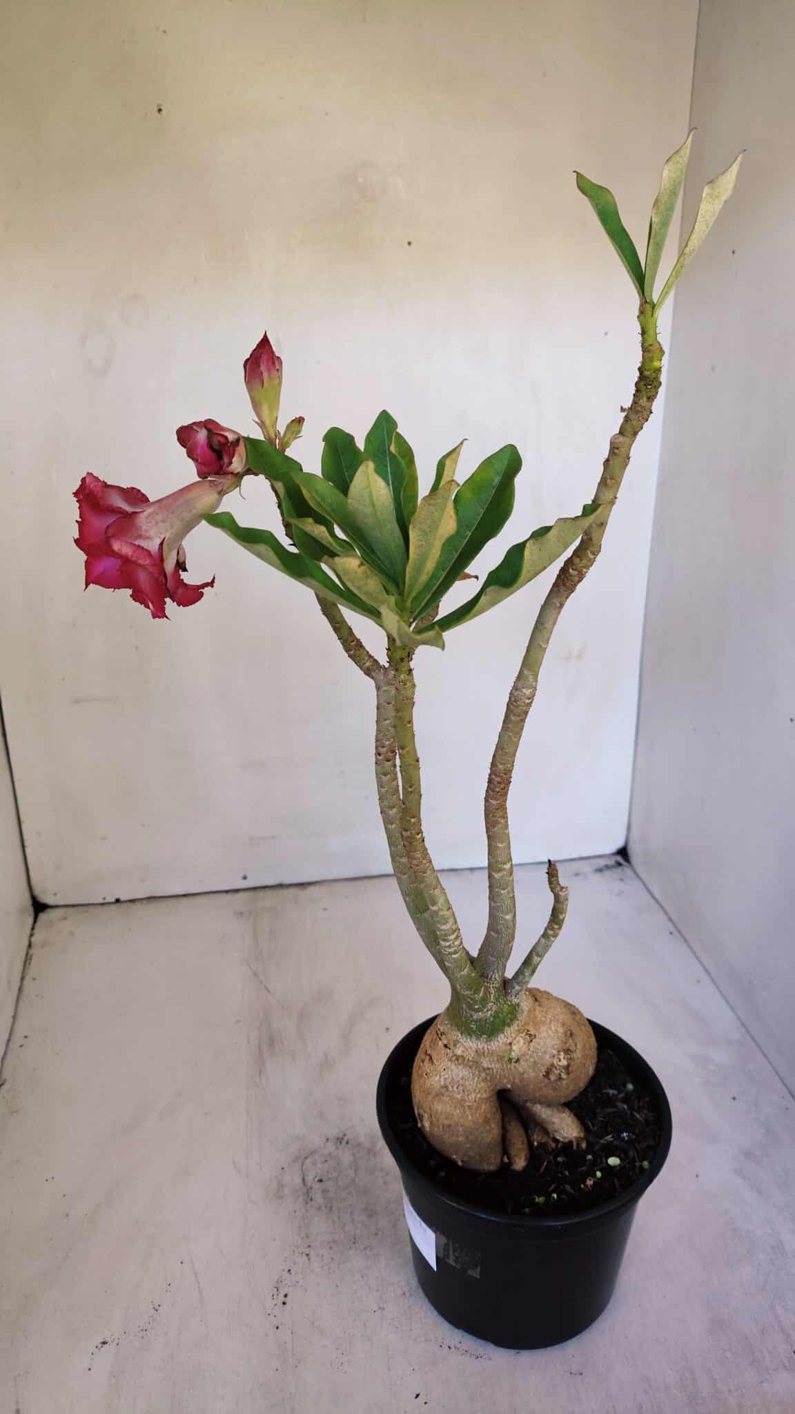 Planta Dobrada 3199 – 40cm – 03 anos