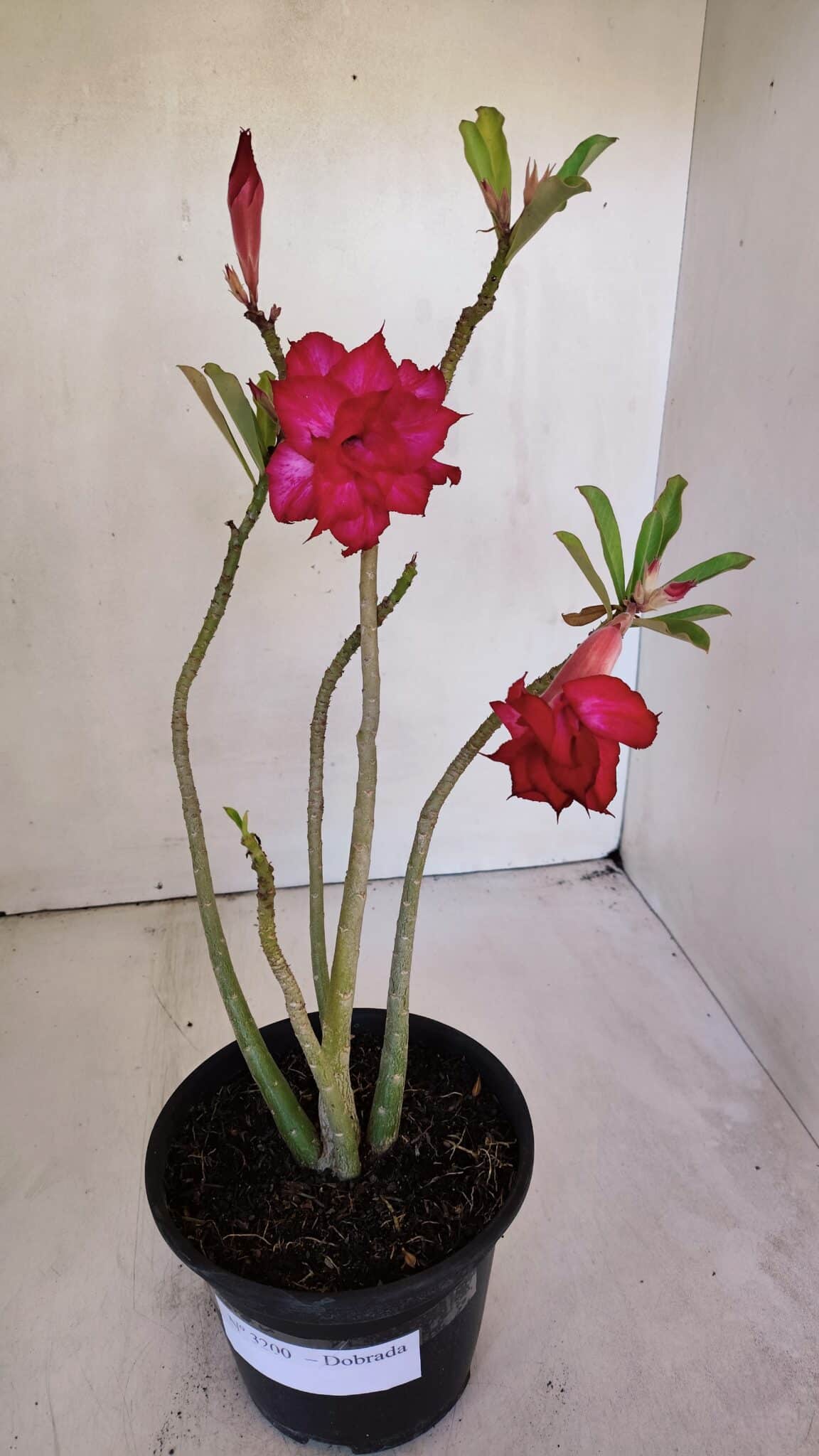 Planta Dobrada 3200 – 35cm – 03 anos