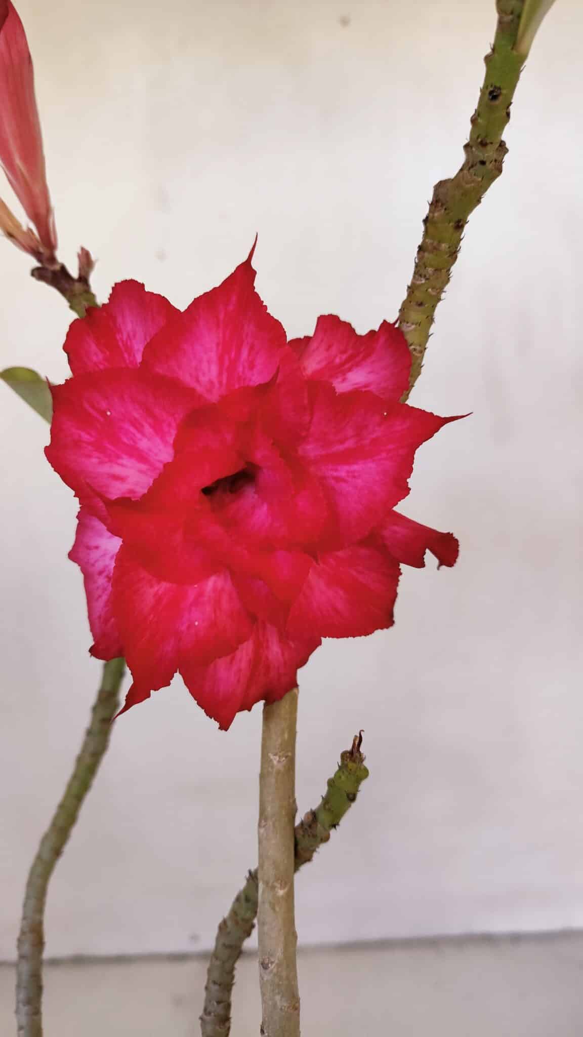 Planta Dobrada 3200 – 35cm – 03 anos