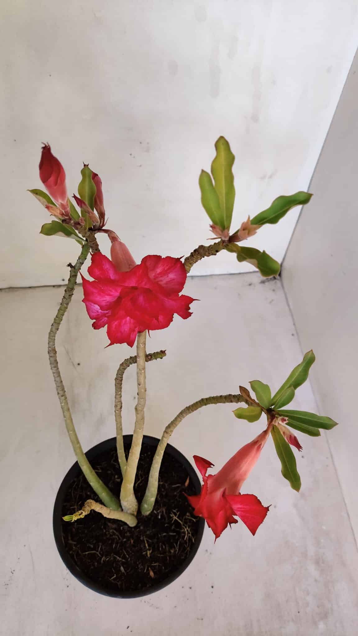 Planta Dobrada 3200 – 35cm – 03 anos