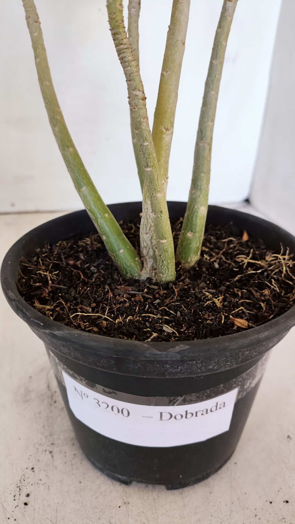 Planta Dobrada 3200 – 35cm – 03 anos
