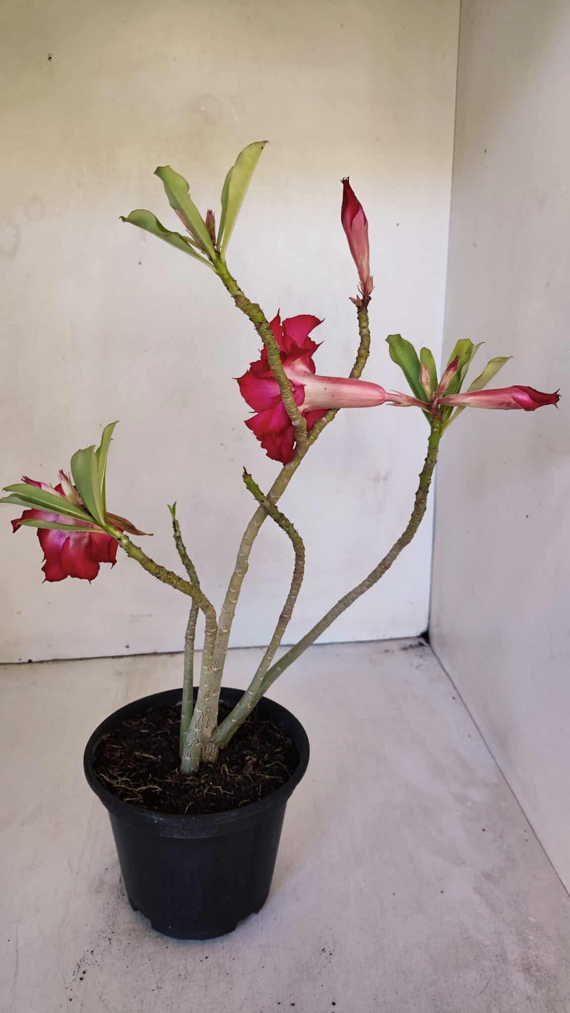 Planta Dobrada 3200 – 35cm – 03 anos