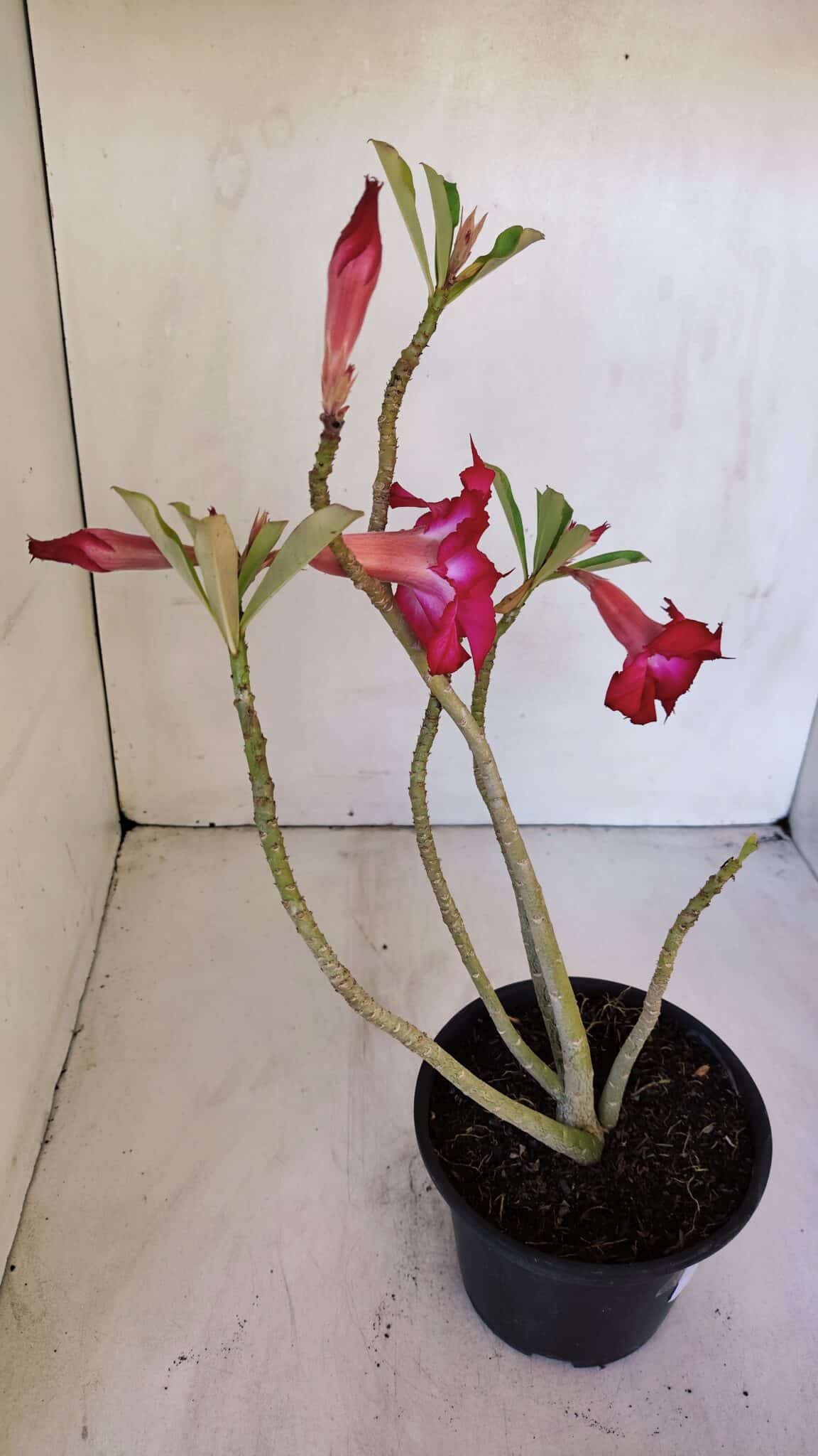 Planta Dobrada 3200 – 35cm – 03 anos