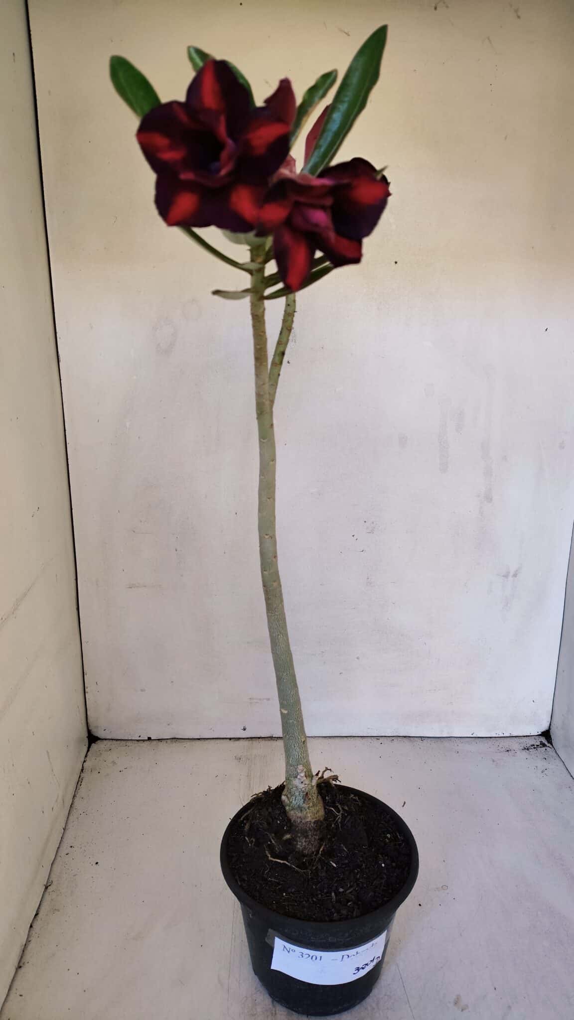 Planta Dobrada 3201 – 35cm – 03 anos