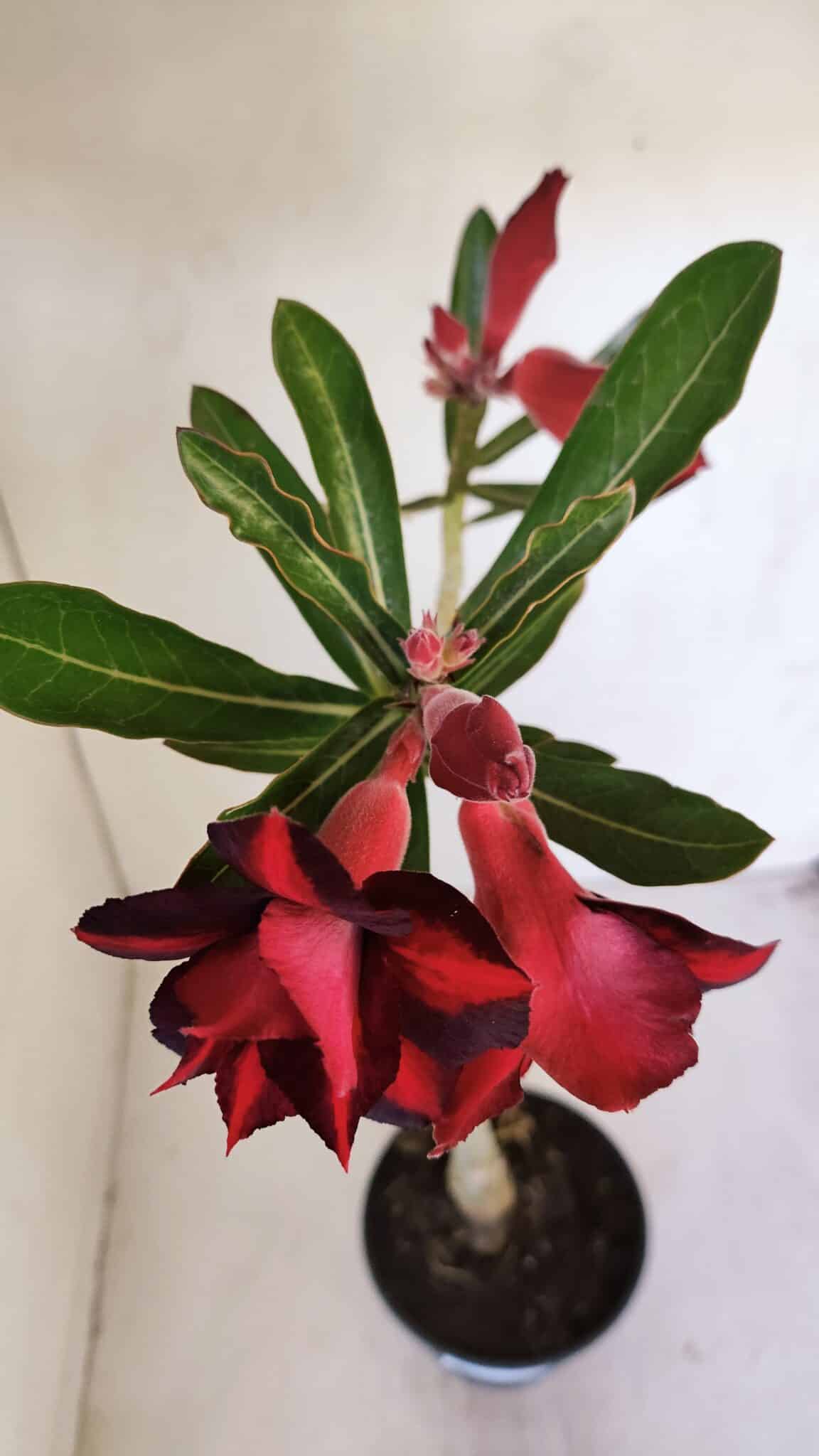 Planta Dobrada 3201 – 35cm – 03 anos