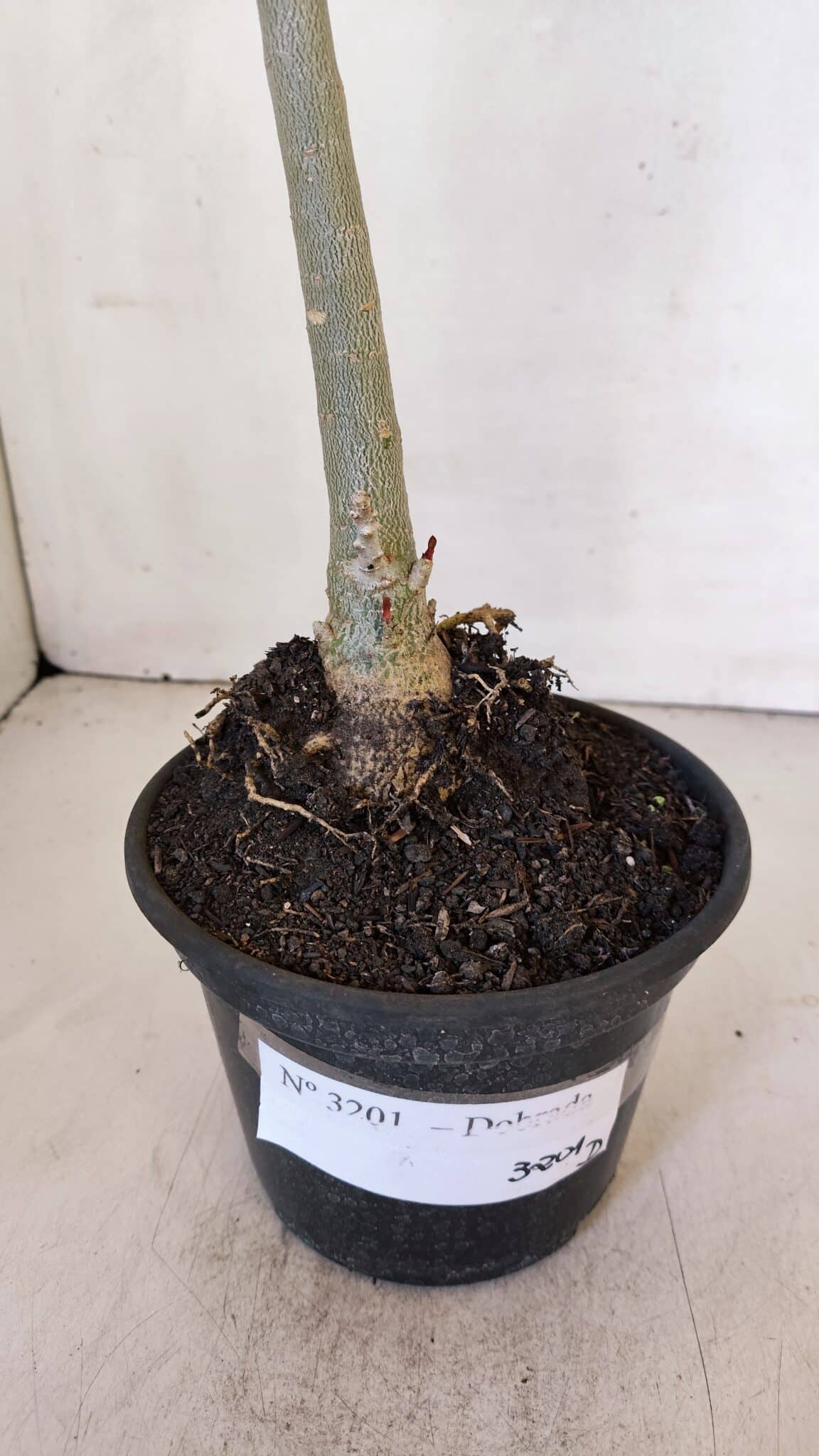 Planta Dobrada 3201 – 35cm – 03 anos