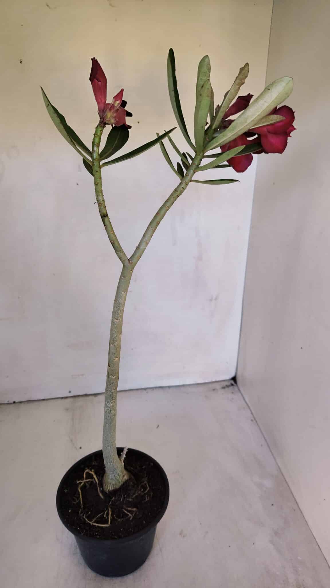 Planta Dobrada 3201 – 35cm – 03 anos