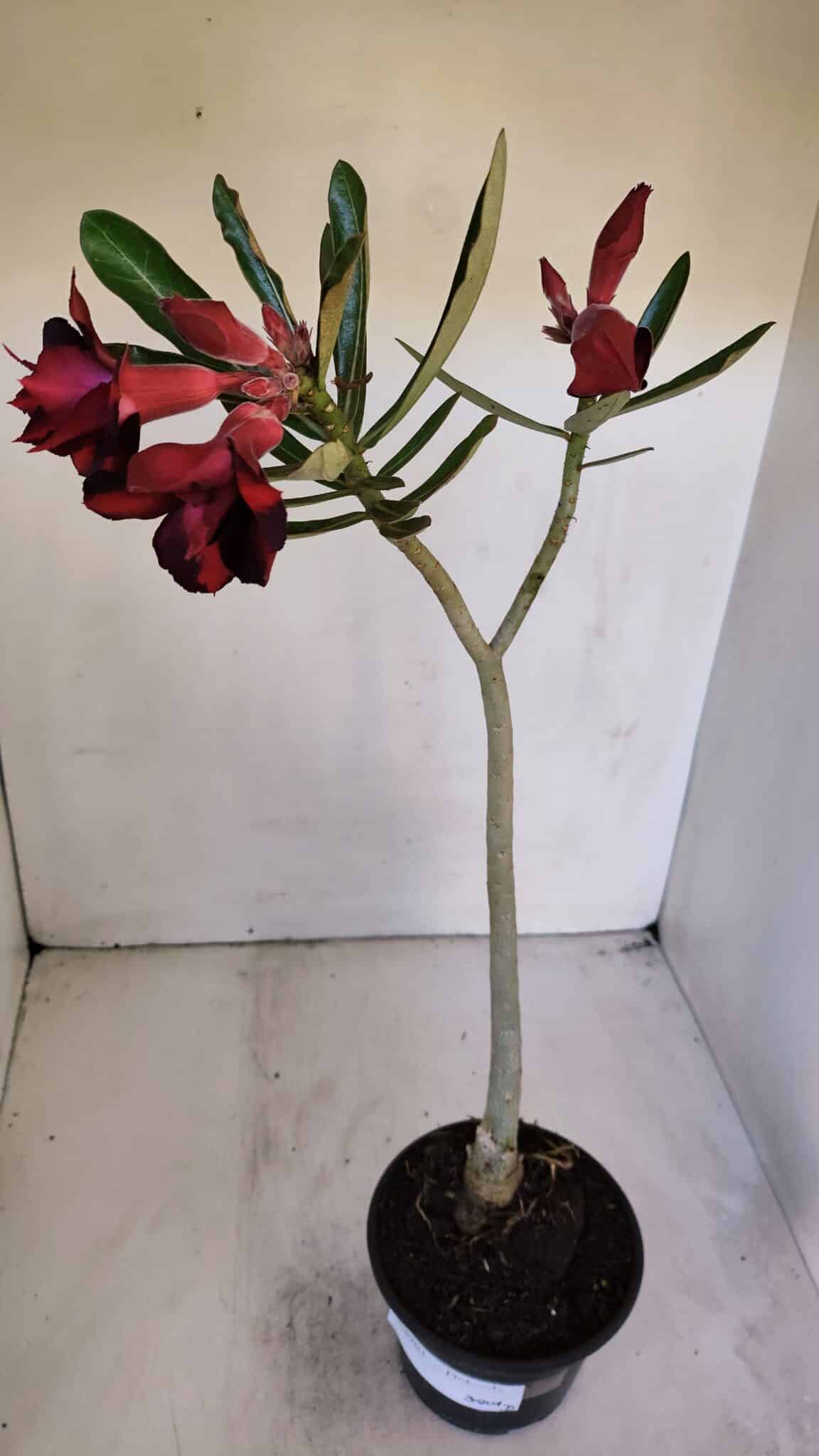 Planta Dobrada 3201 – 35cm – 03 anos