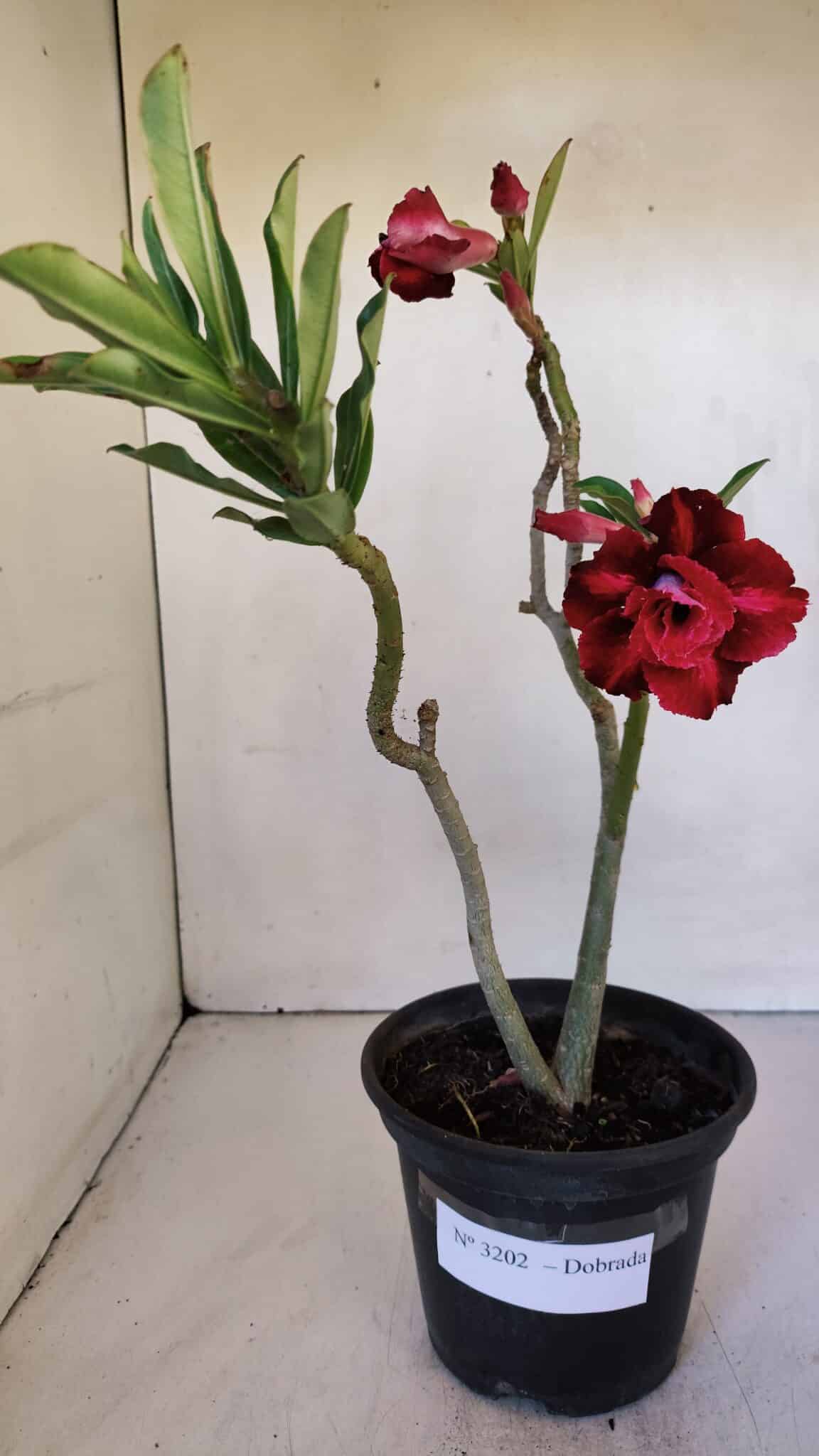 Planta Dobrada 3202 – 30cm – 02 anos