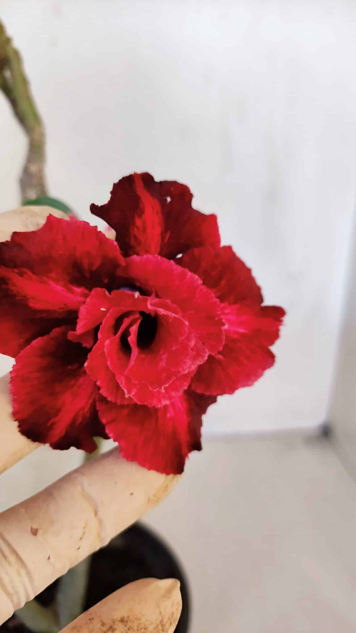 Planta Dobrada 3202 – 30cm – 02 anos