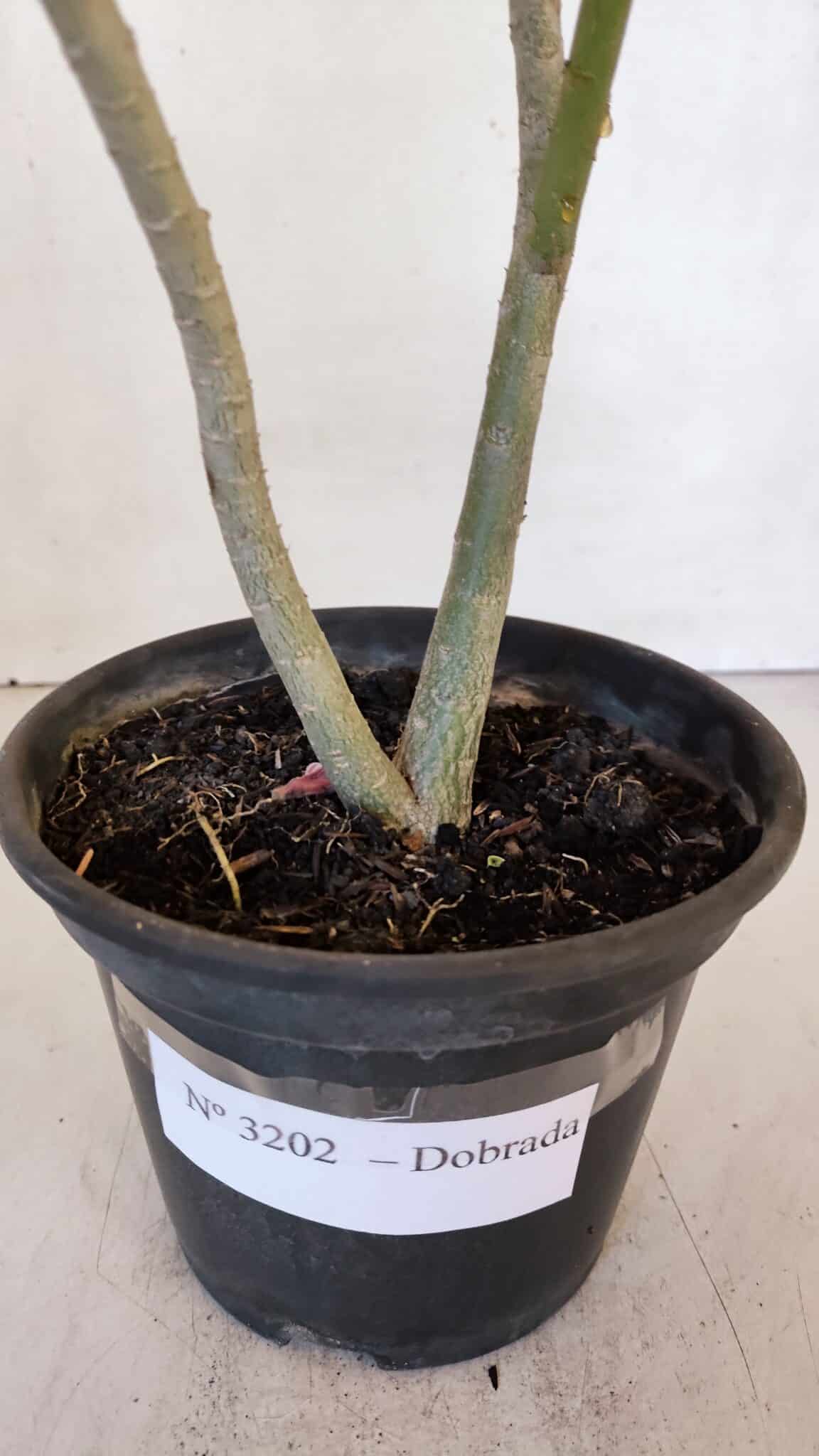 Planta Dobrada 3202 – 30cm – 02 anos