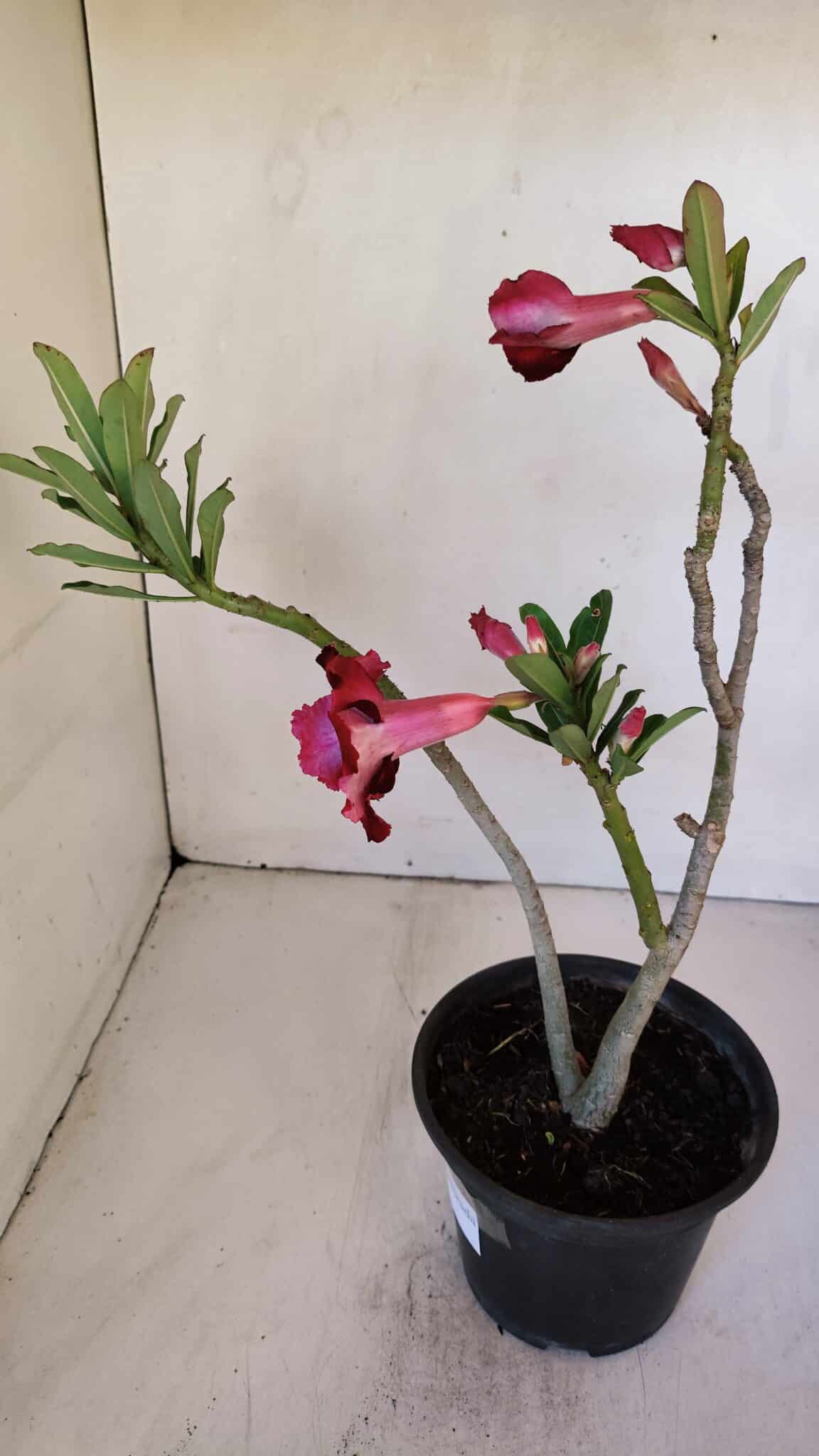 Planta Dobrada 3202 – 30cm – 02 anos