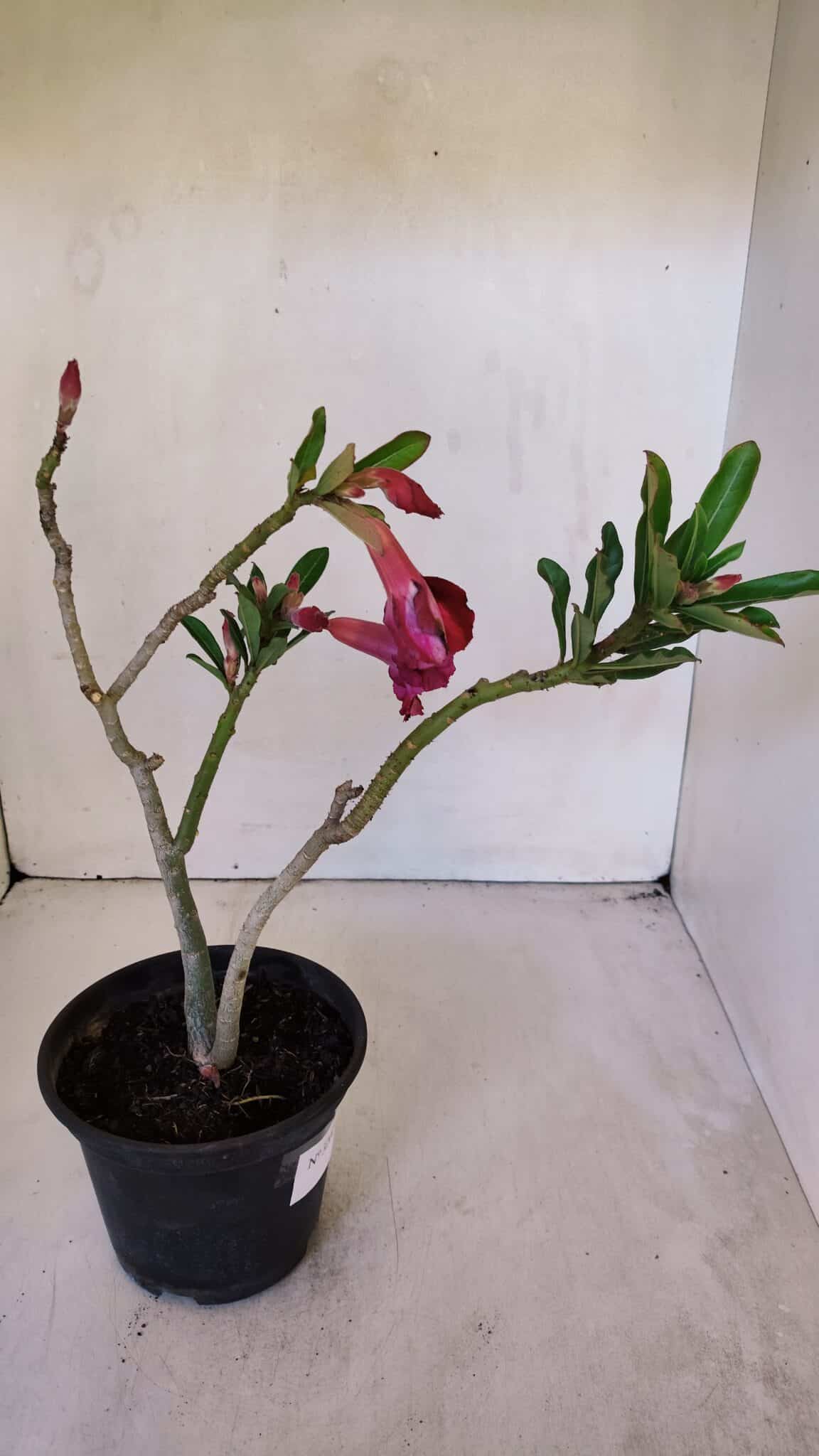 Planta Dobrada 3202 – 30cm – 02 anos