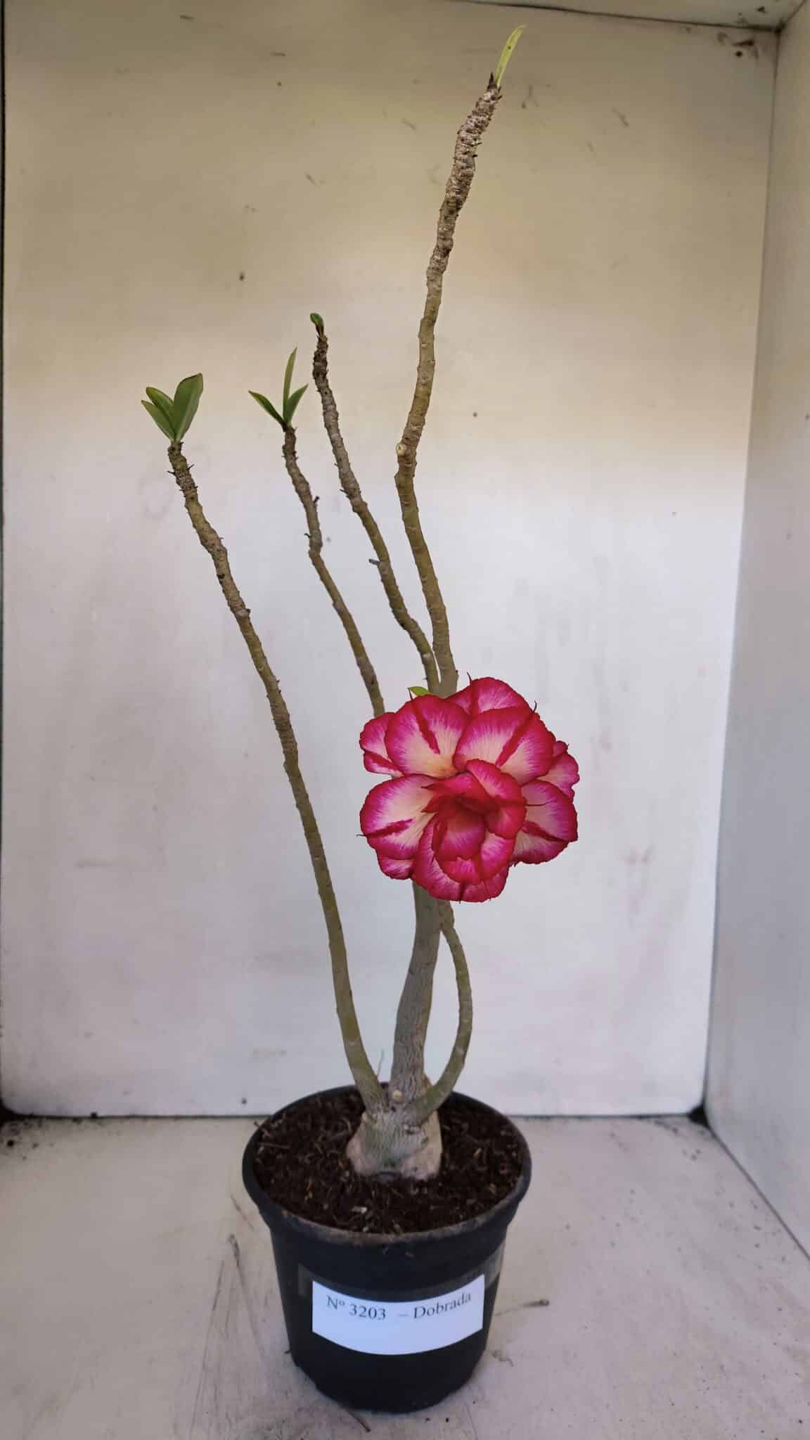 Planta Dobrada 3203 – 35cm – 03 anos