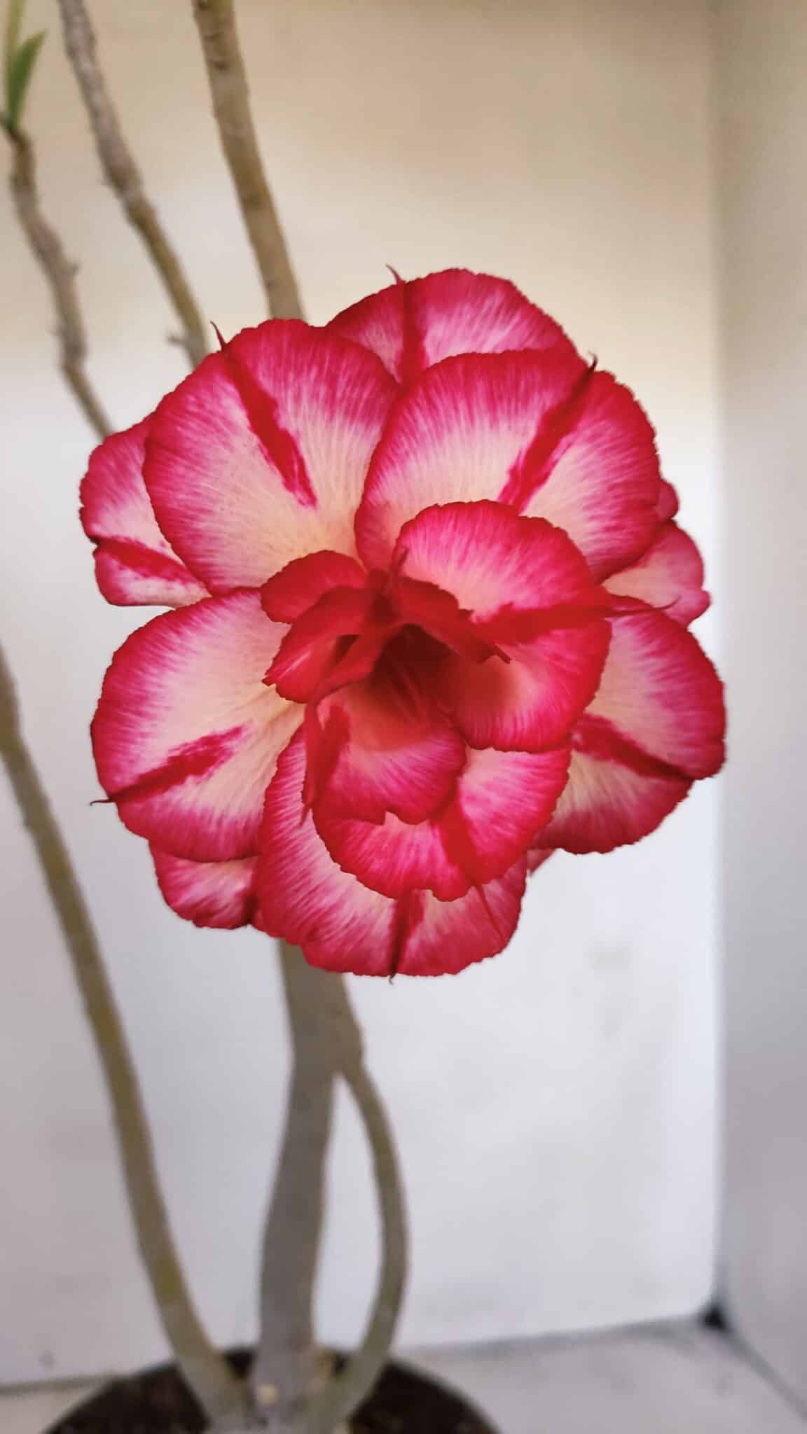 Planta Dobrada 3203 – 35cm – 03 anos
