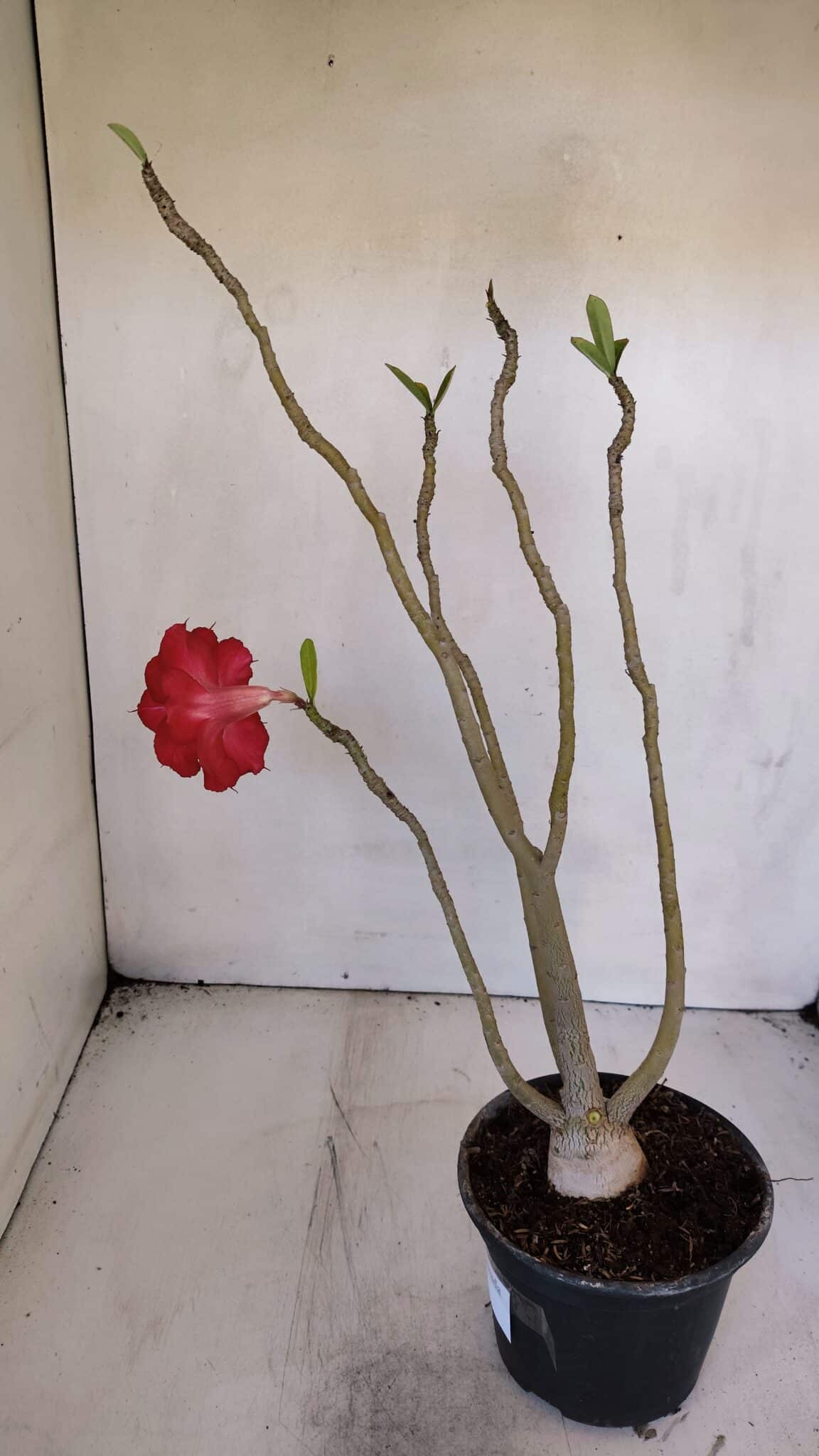 Planta Dobrada 3203 – 35cm – 03 anos
