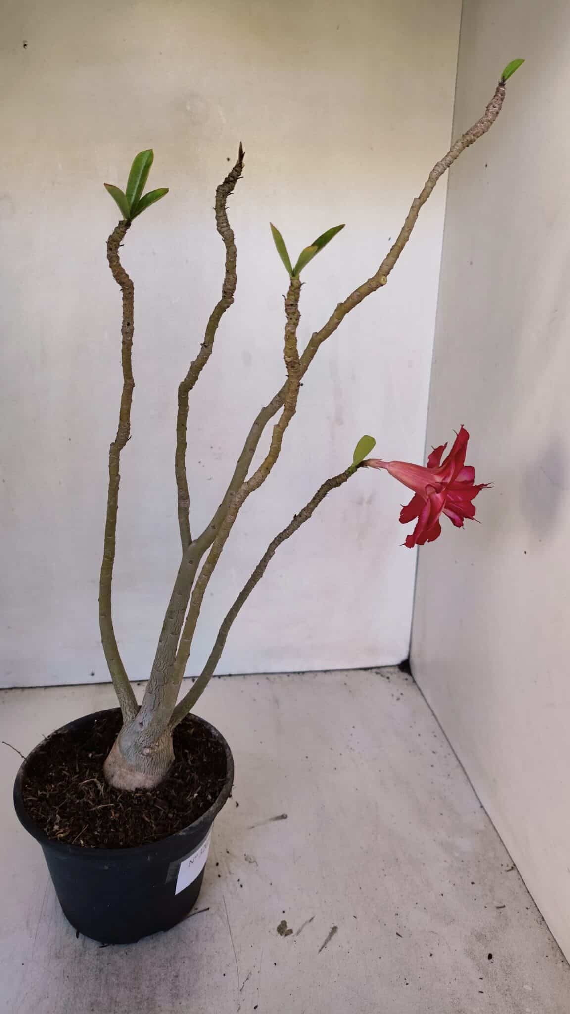 Planta Dobrada 3203 – 35cm – 03 anos