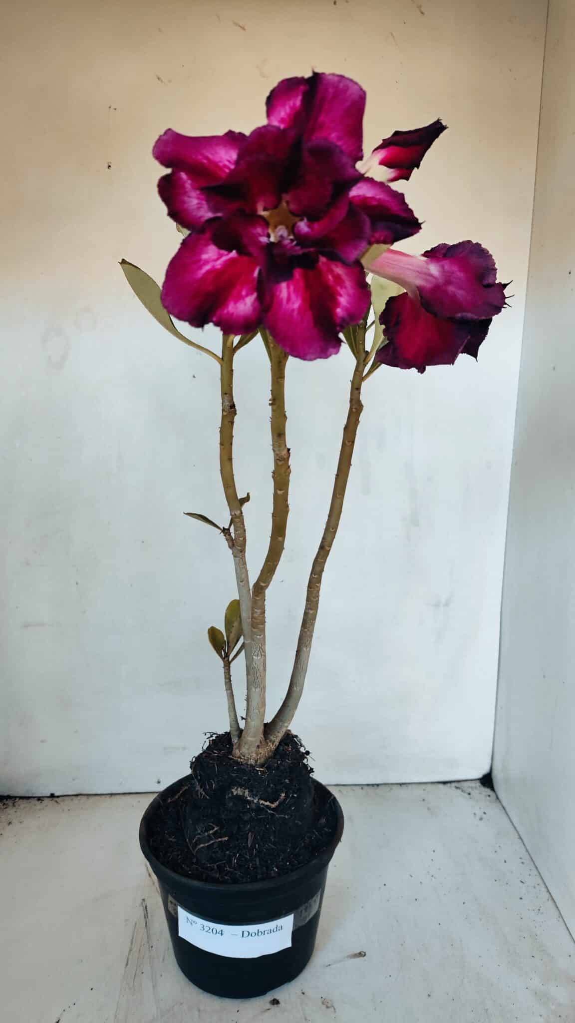 Planta Dobrada 3204 – 35cm – 03 anos