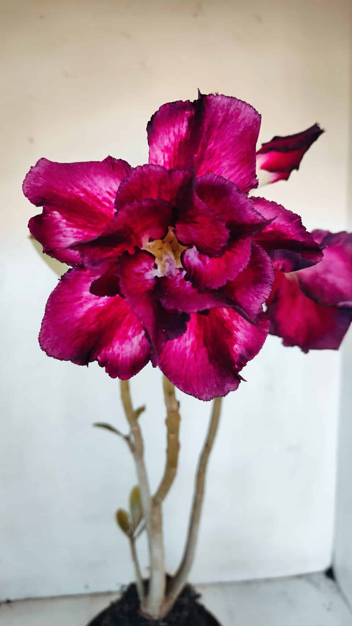 Planta Dobrada 3204 – 35cm – 03 anos