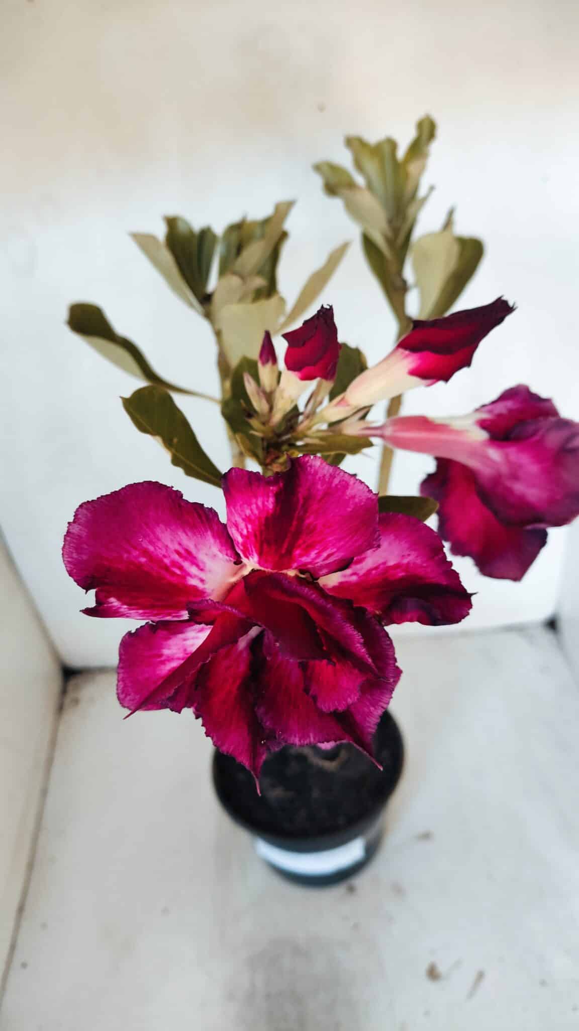 Planta Dobrada 3204 – 35cm – 03 anos