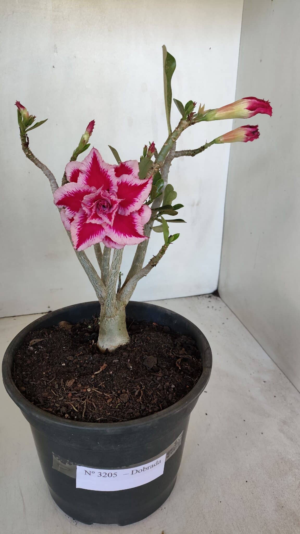 Planta Dobrada 3205 – 35cm – 03 anos