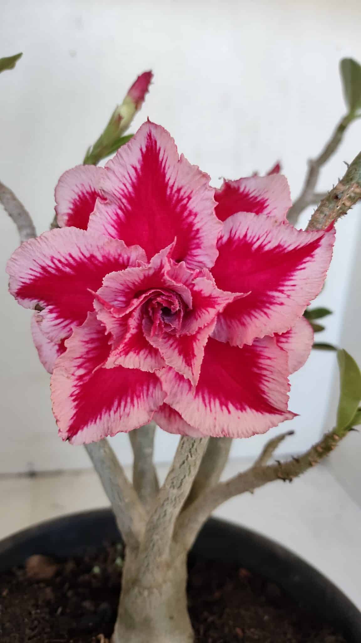Planta Dobrada 3205 – 35cm – 03 anos