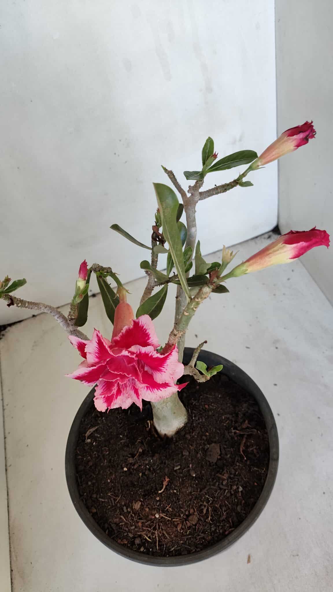 Planta Dobrada 3205 – 35cm – 03 anos