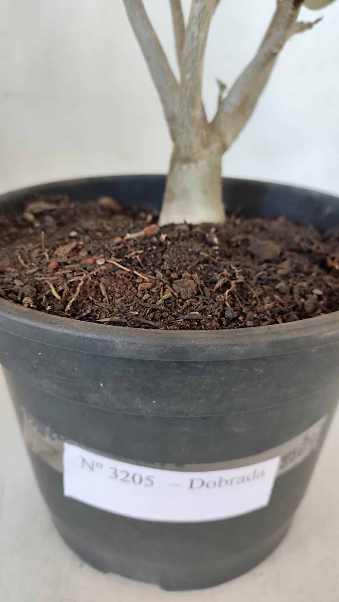 Planta Dobrada 3205 – 35cm – 03 anos