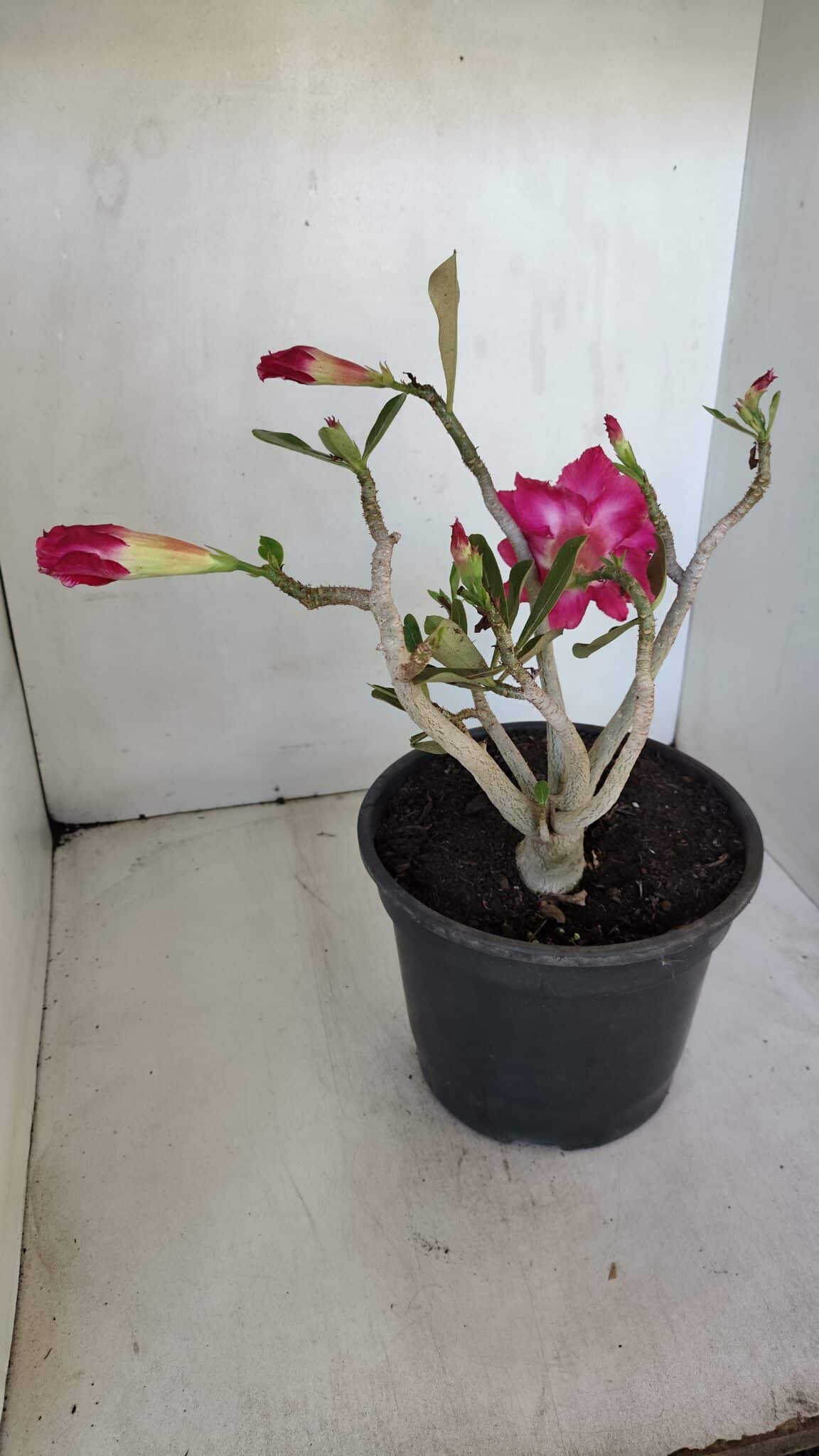 Planta Dobrada 3205 – 35cm – 03 anos