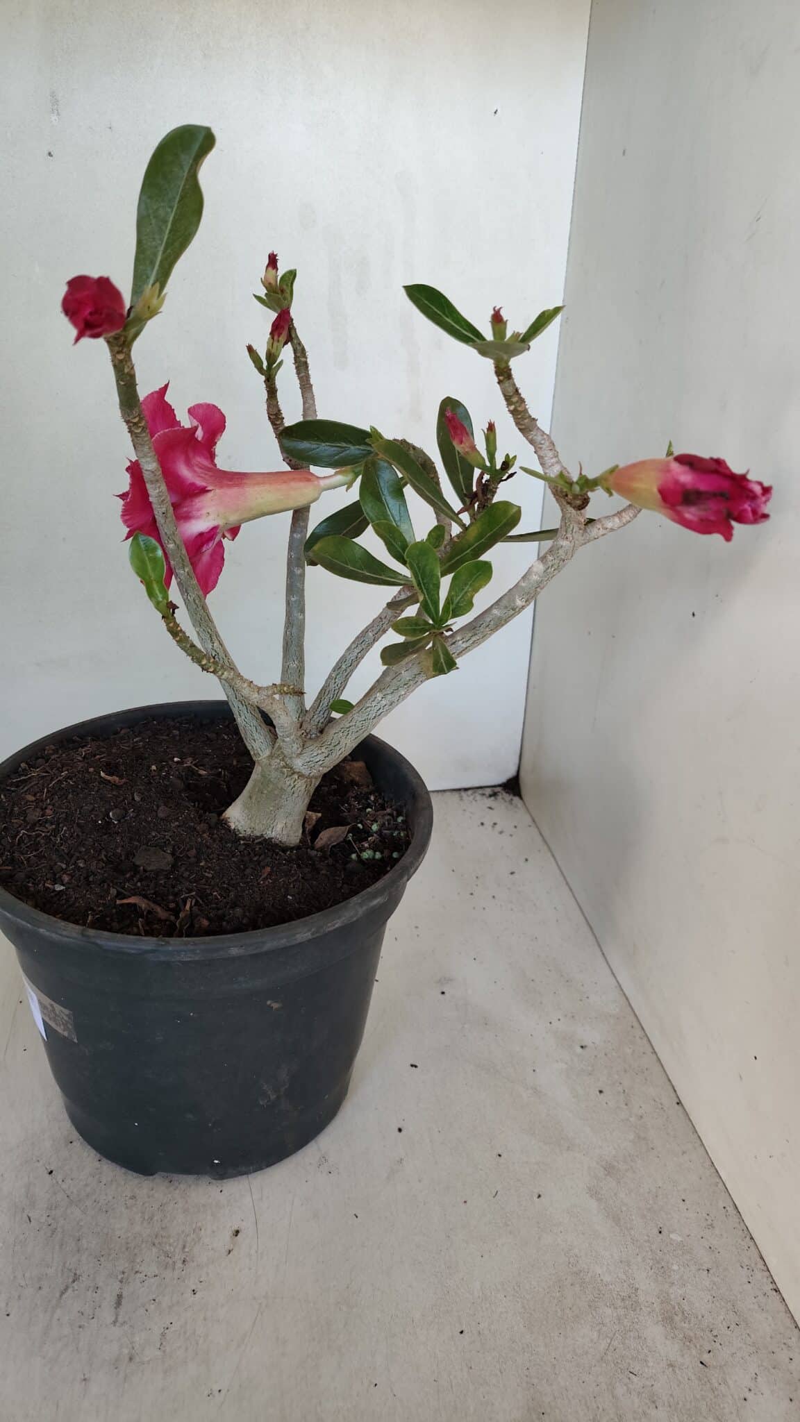 Planta Dobrada 3205 – 35cm – 03 anos