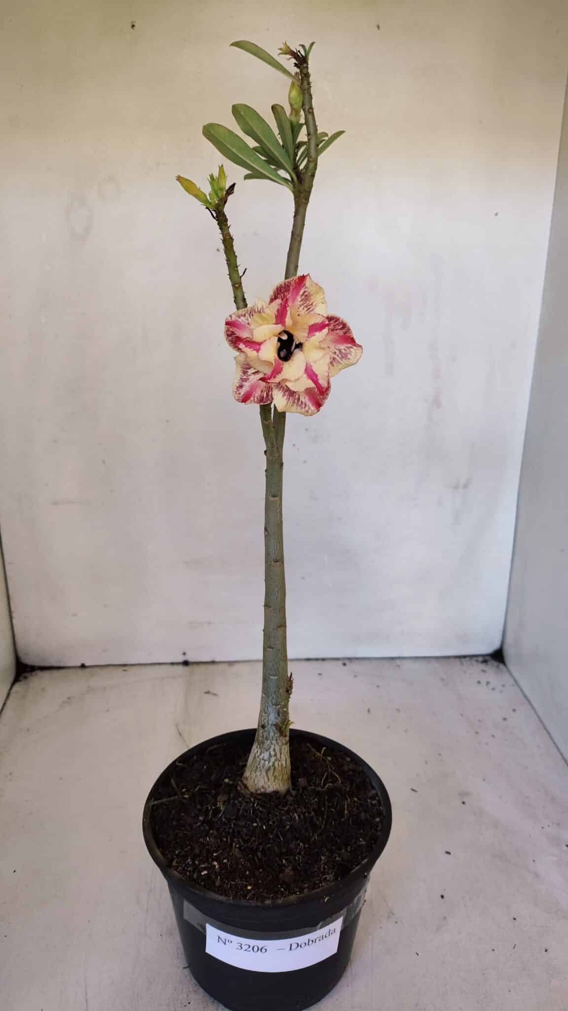 Planta Dobrada 3206 – 35cm – 03 anos