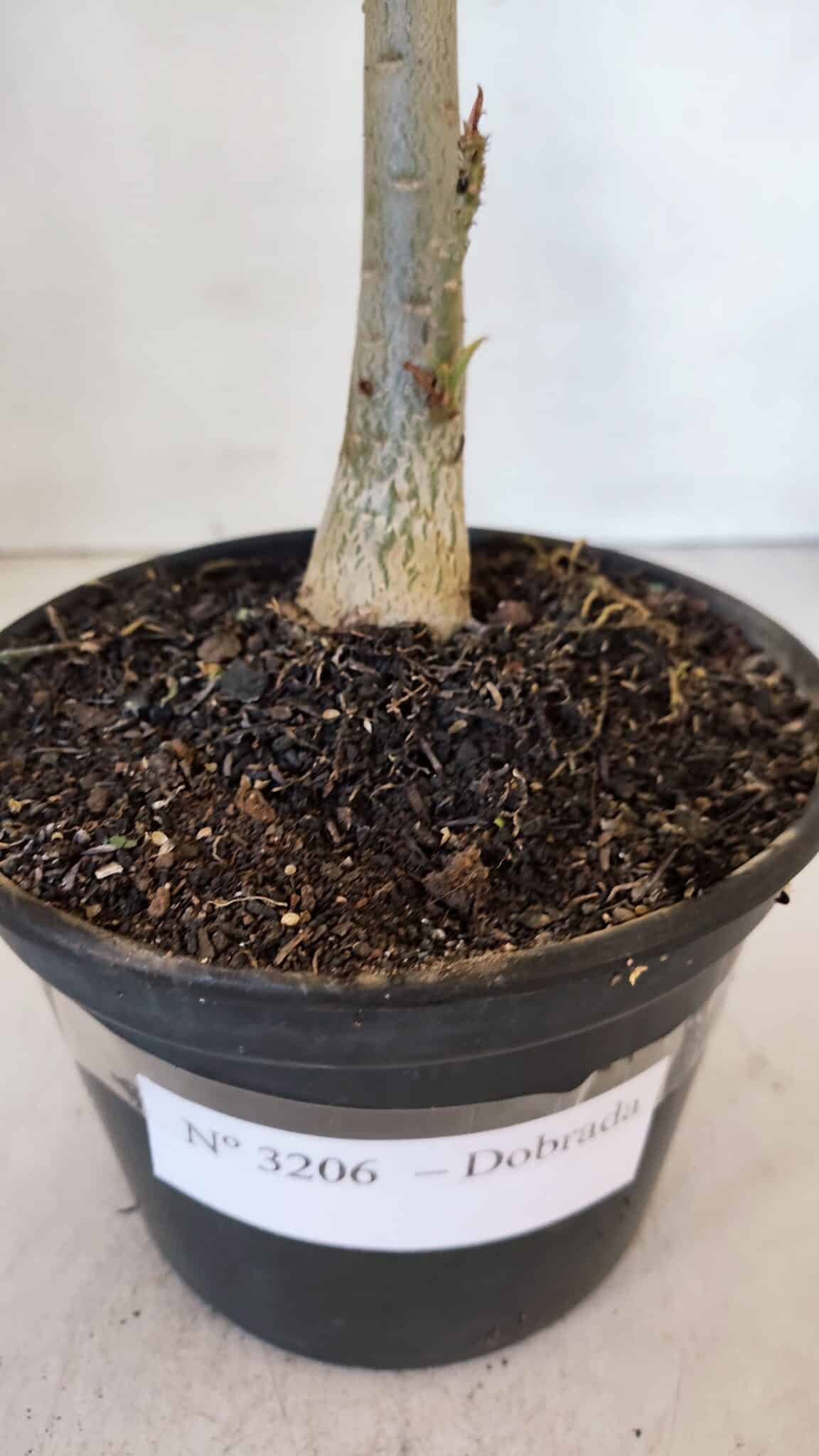 Planta Dobrada 3206 – 35cm – 03 anos