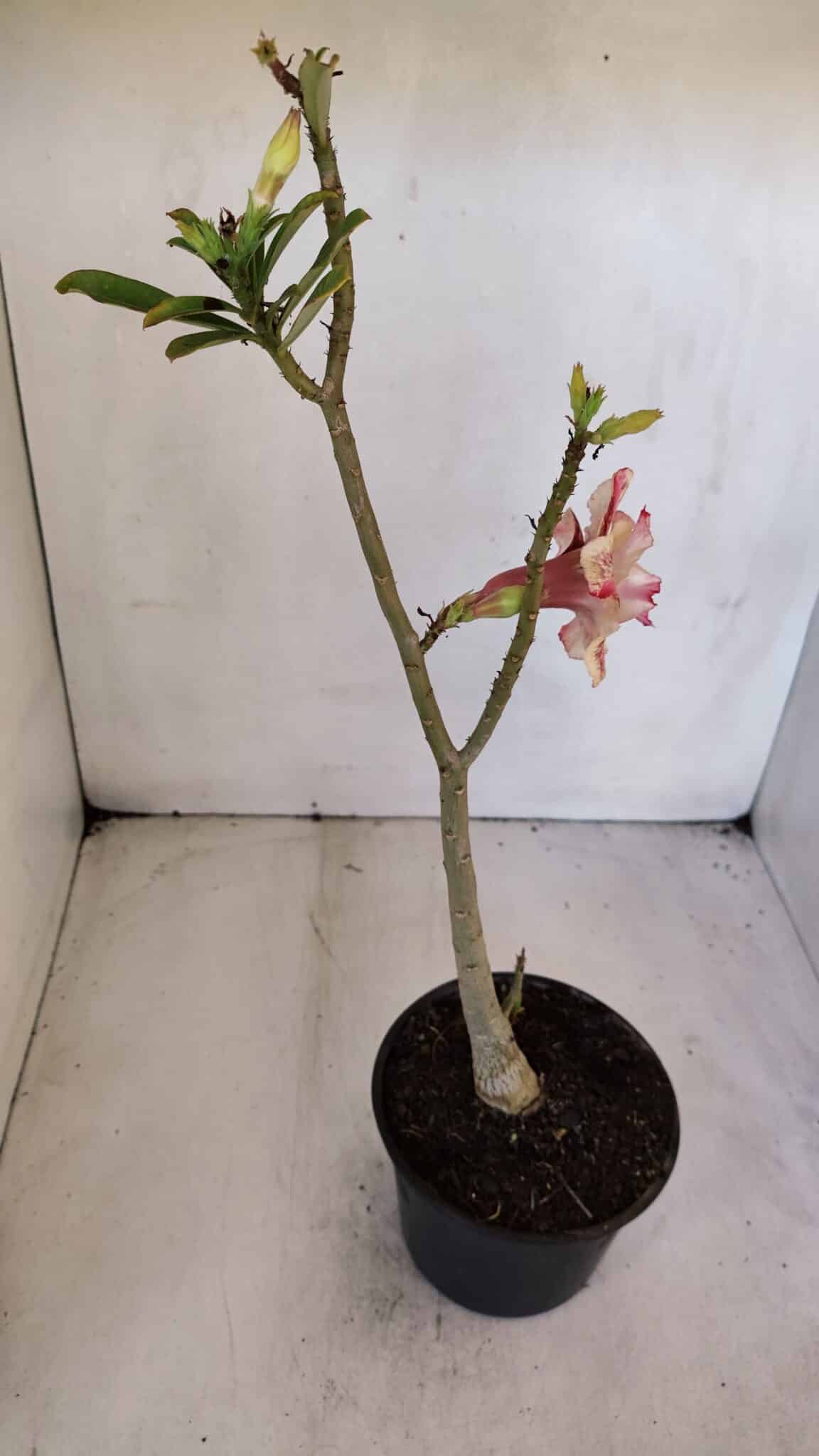 Planta Dobrada 3206 – 35cm – 03 anos
