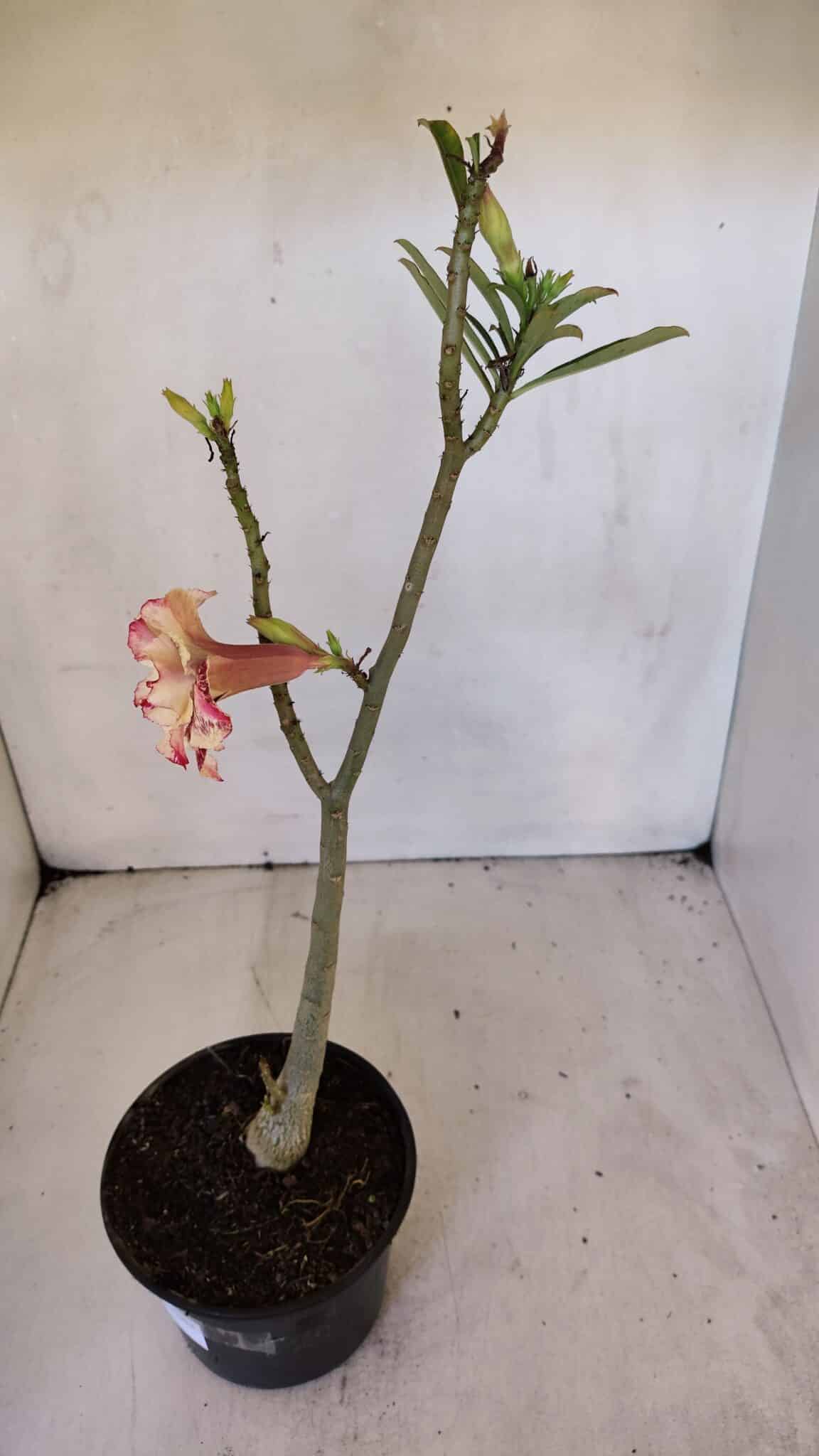 Planta Dobrada 3206 – 35cm – 03 anos