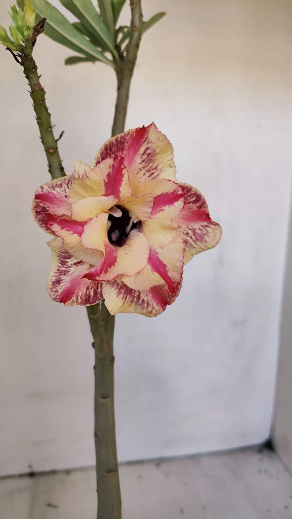 Planta Dobrada 3206 – 35cm – 03 anos