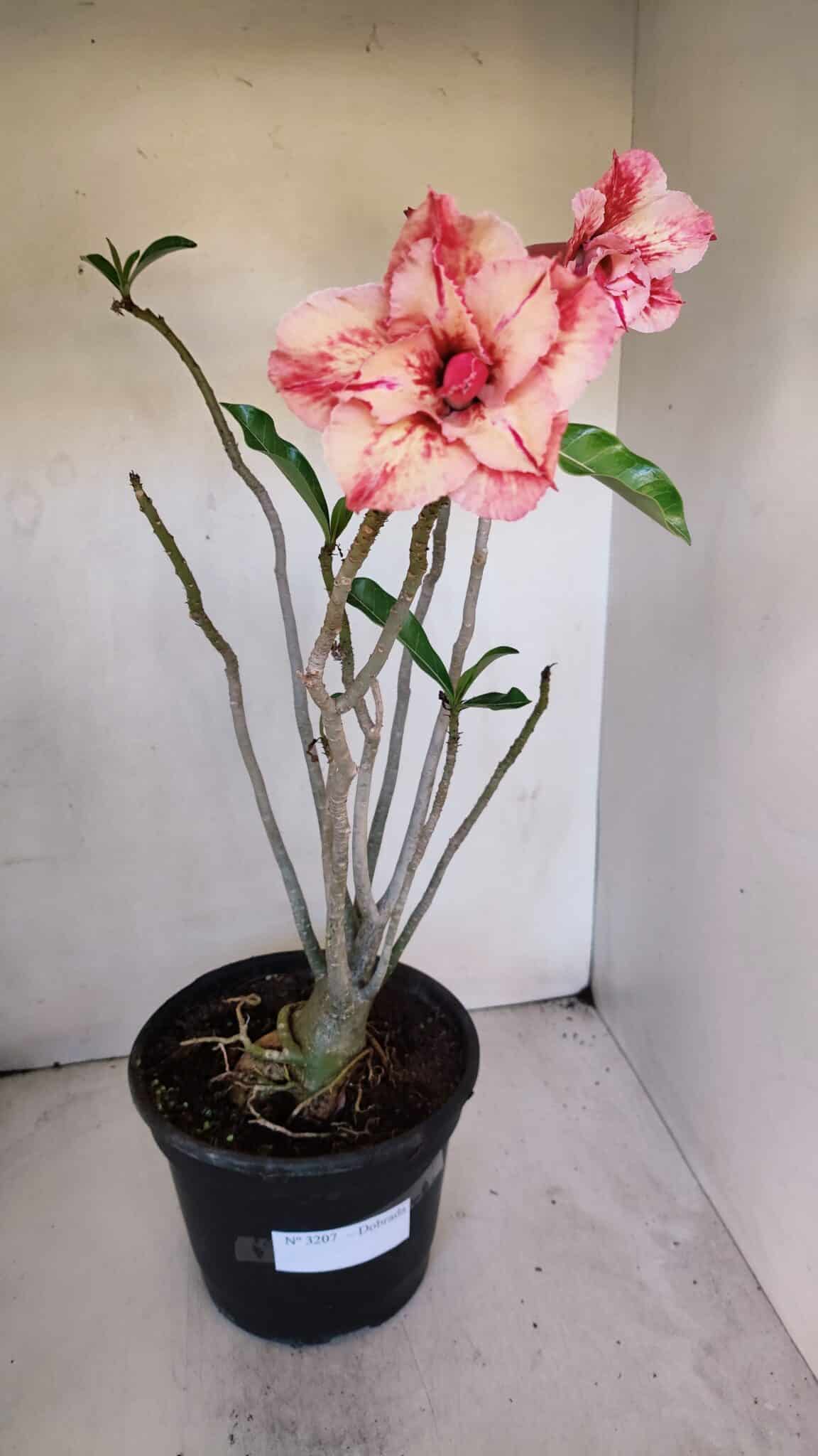 Planta Dobrada 3207 – 35cm – 04 anos
