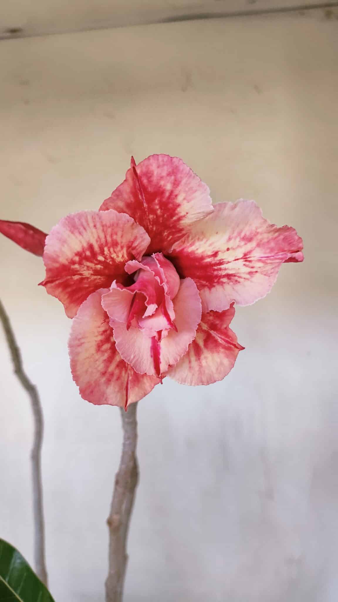Planta Dobrada 3207 – 35cm – 04 anos