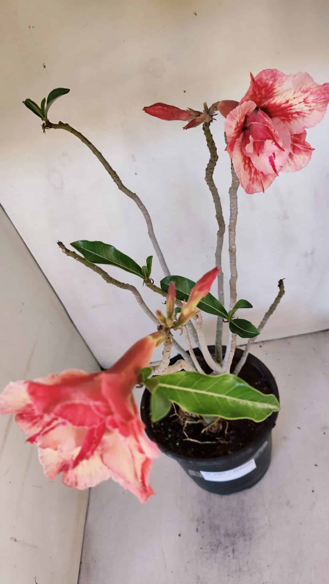 Planta Dobrada 3207 – 35cm – 04 anos