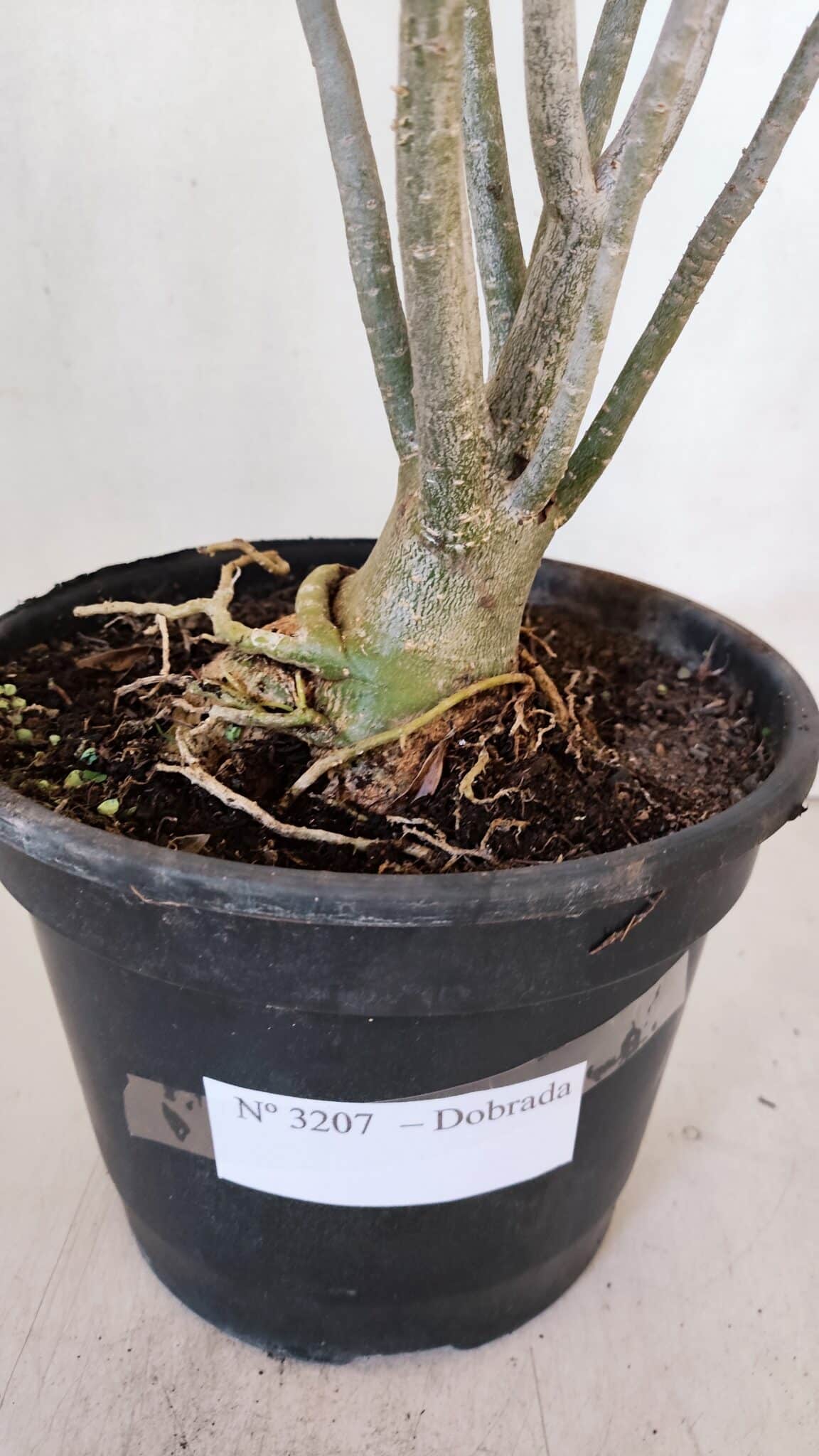 Planta Dobrada 3207 – 35cm – 04 anos
