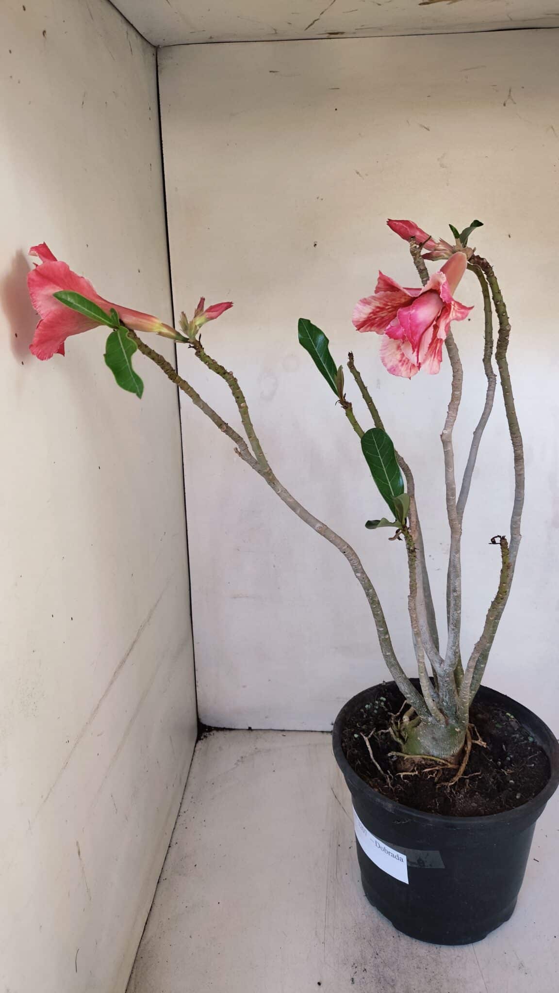Planta Dobrada 3207 – 35cm – 04 anos