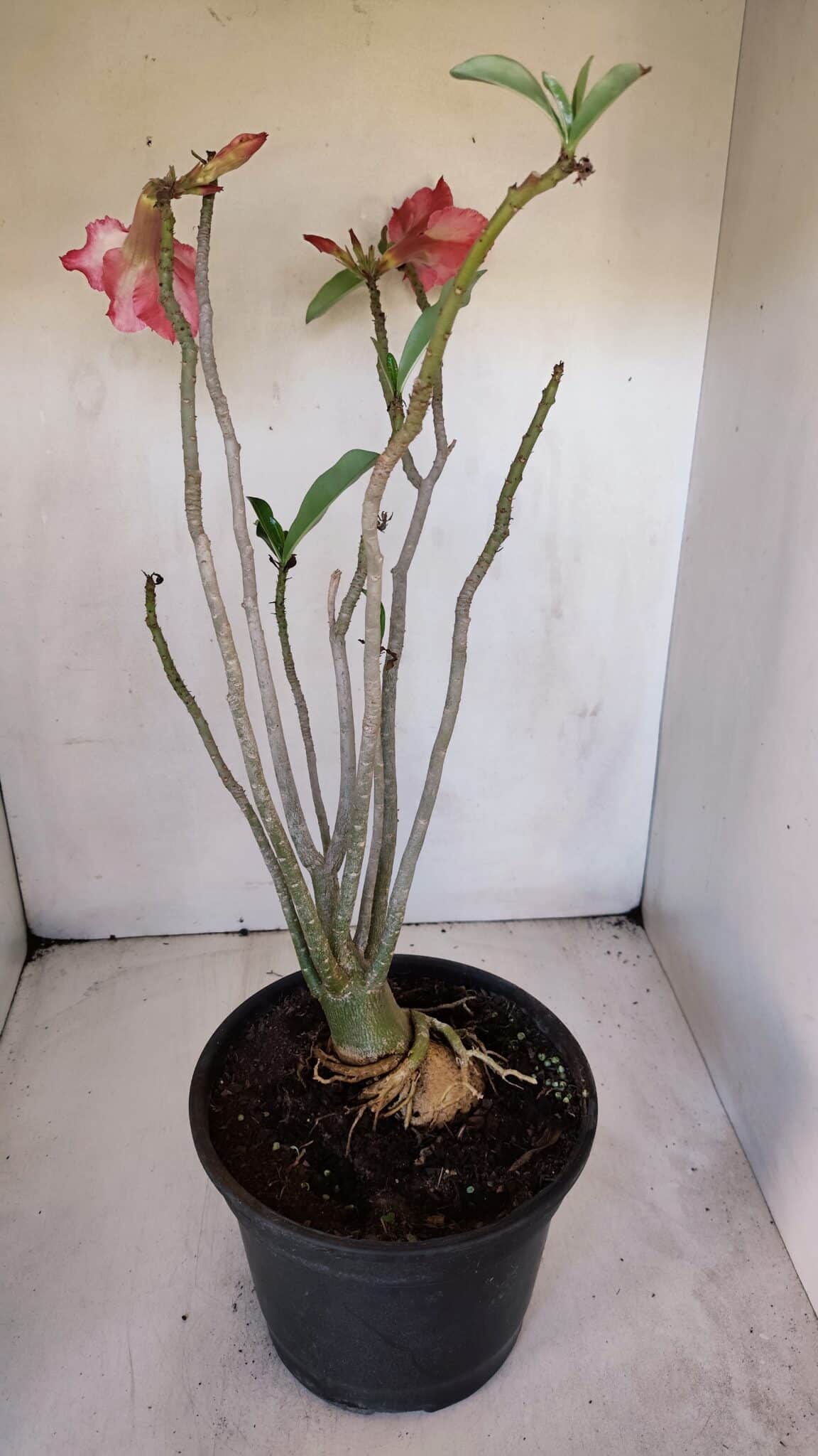 Planta Dobrada 3207 – 35cm – 04 anos