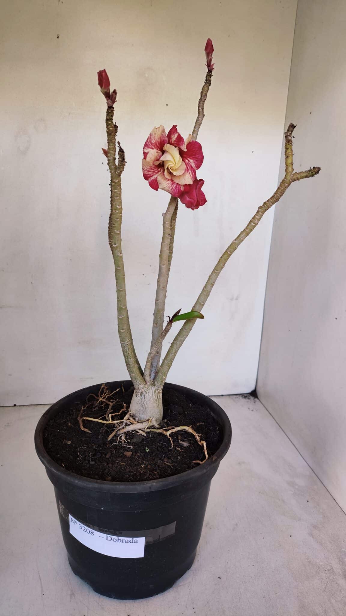 Planta Dobrada 3208 – 40cm – 03 anos