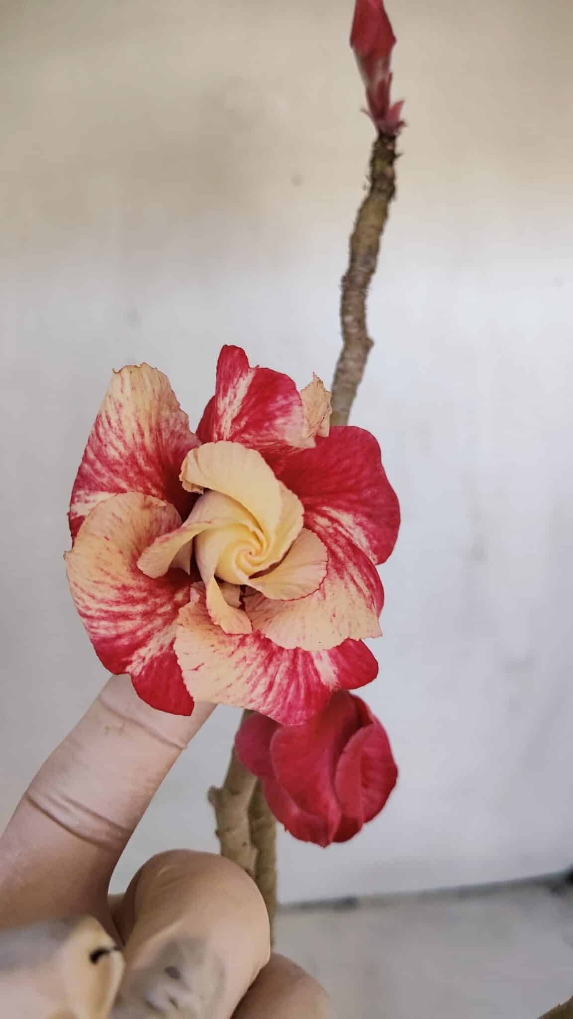 Planta Dobrada 3208 – 40cm – 03 anos