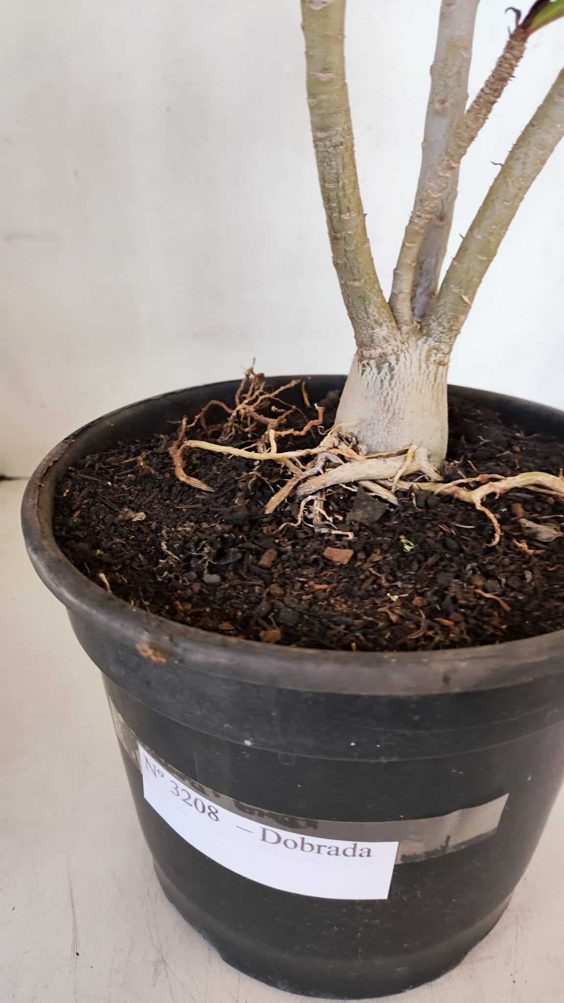 Planta Dobrada 3208 – 40cm – 03 anos