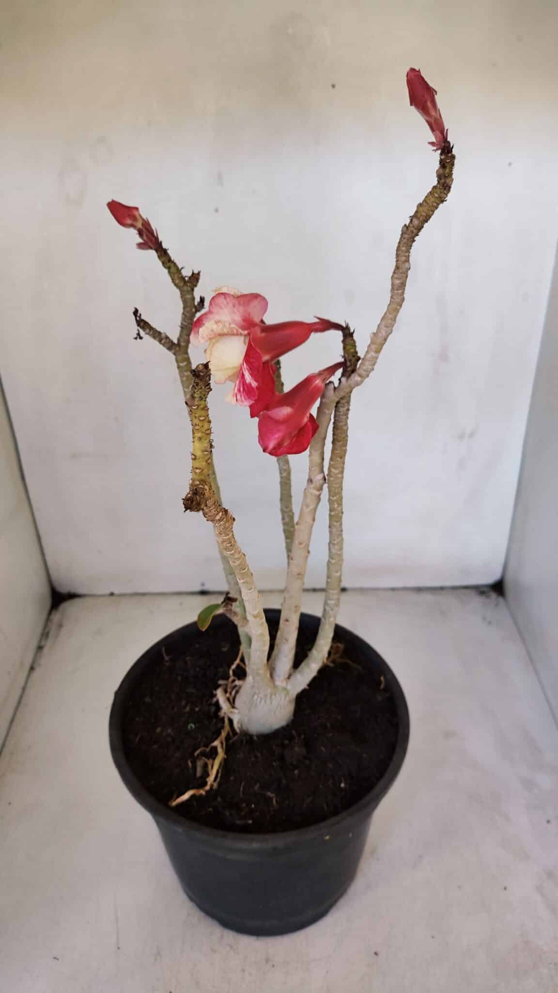 Planta Dobrada 3208 – 40cm – 03 anos