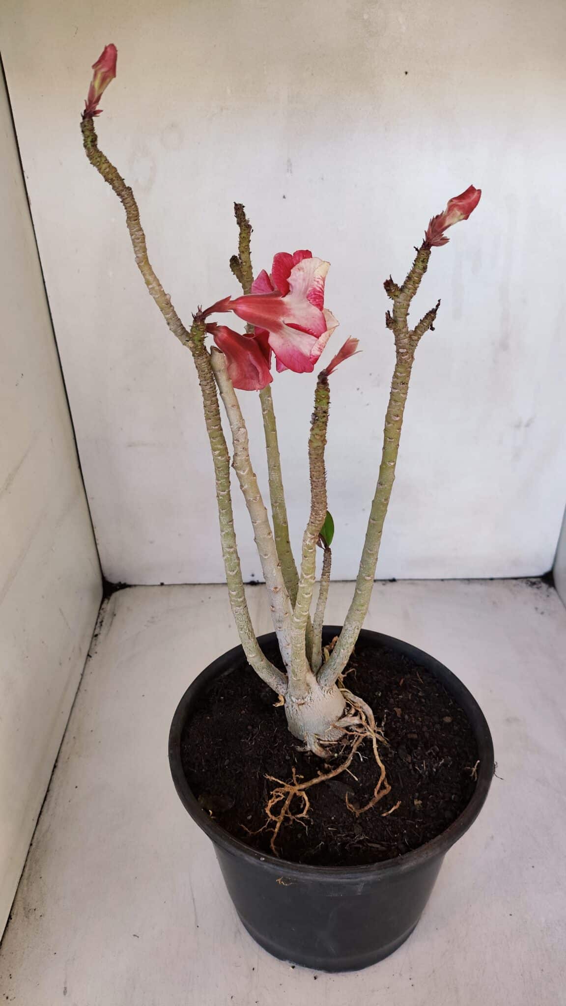 Planta Dobrada 3208 – 40cm – 03 anos